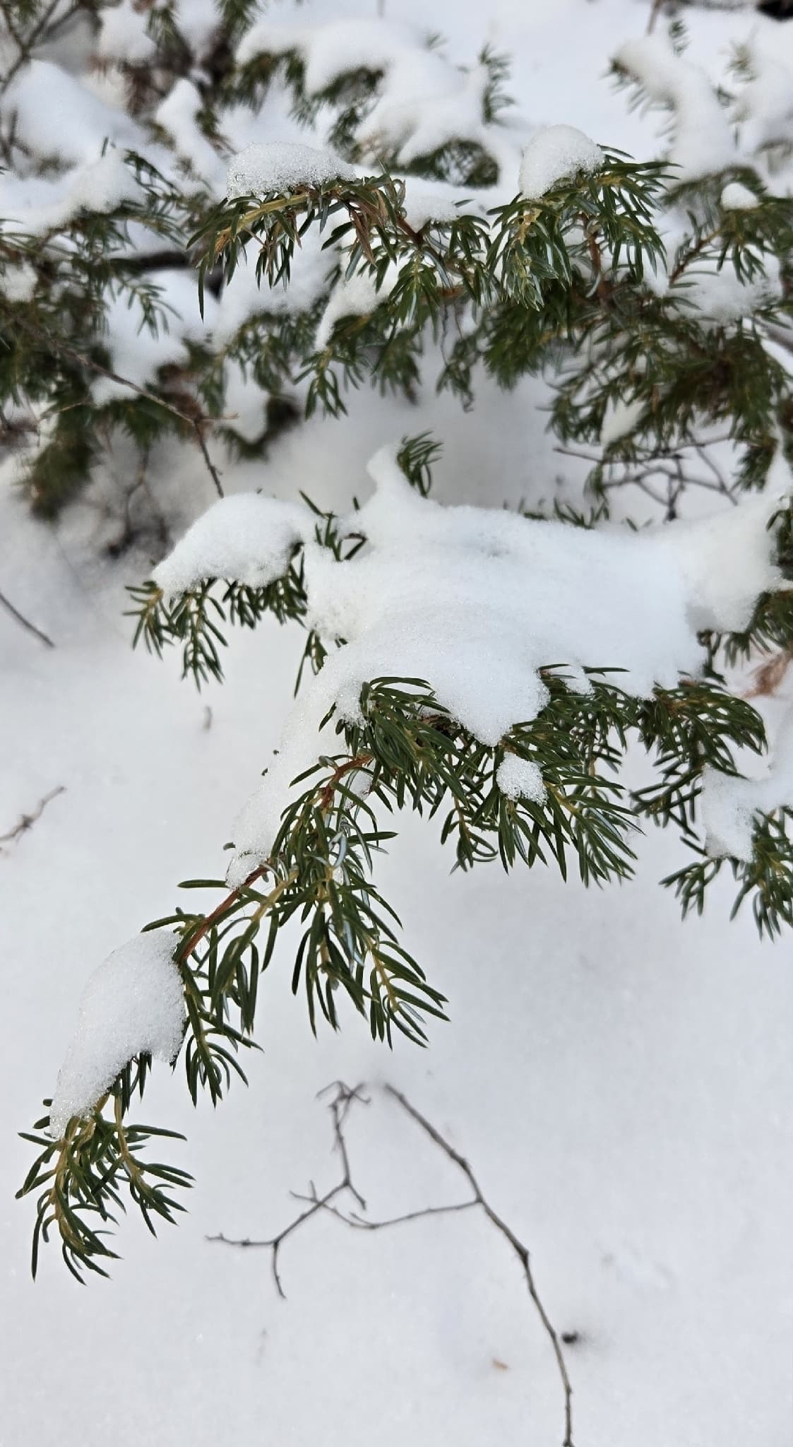 Cultivo de Sabinas y enebros