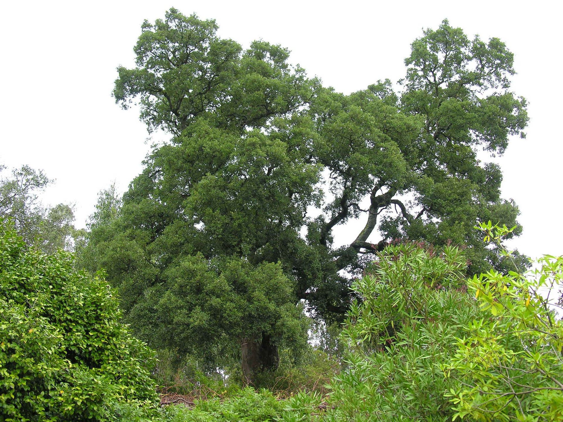 Cultivo de Alcornoque