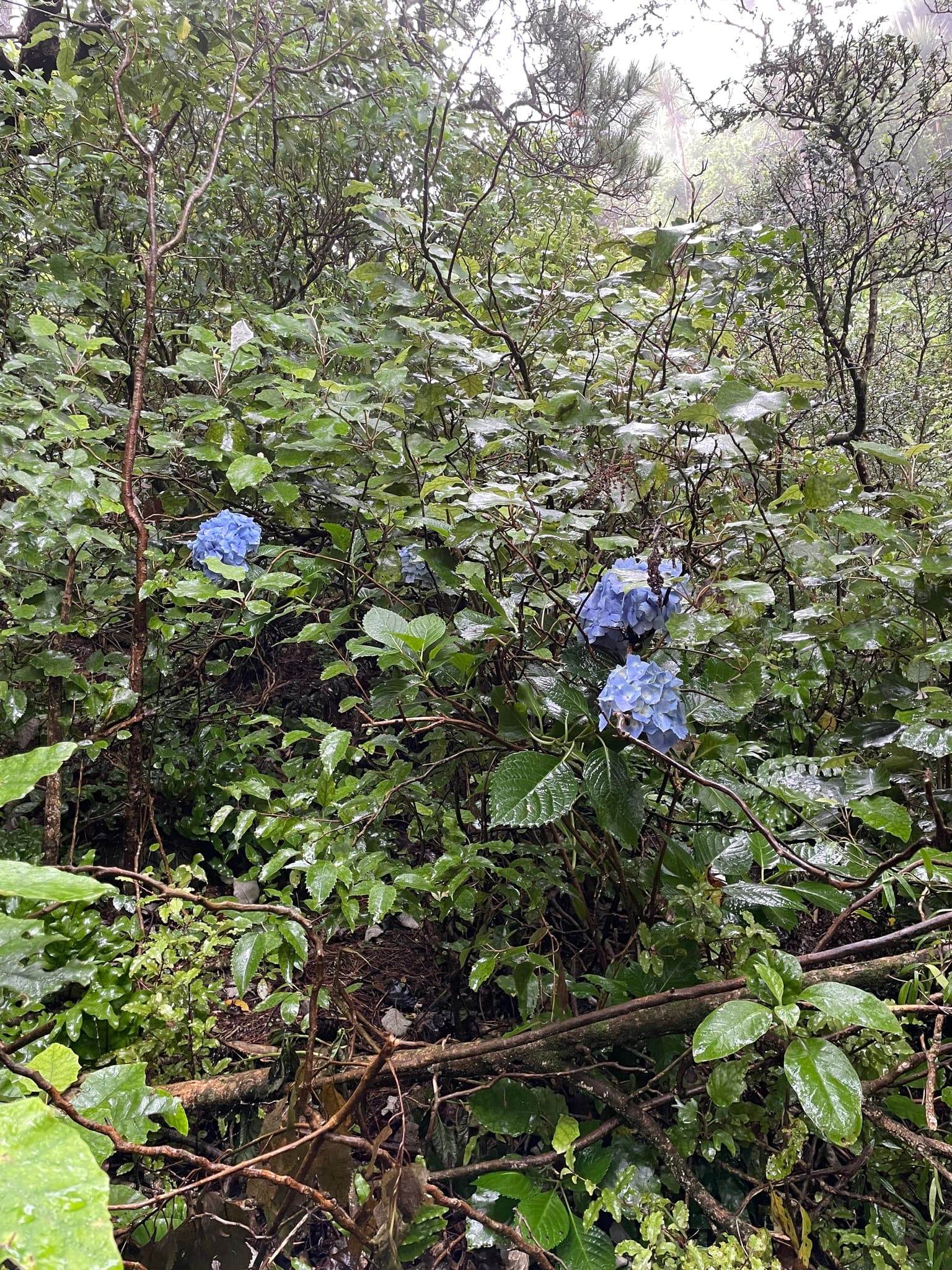 Cultivo de Hortensias