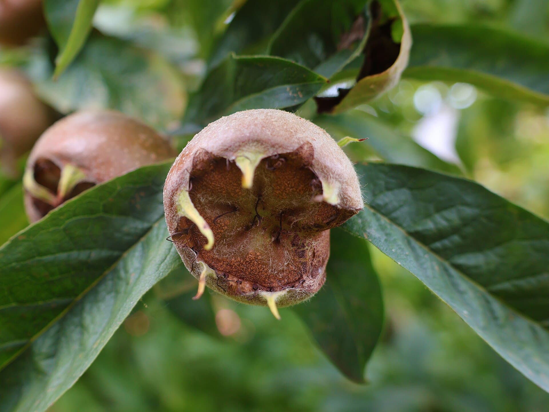 Cultivo de Nispolero, níspero europeo