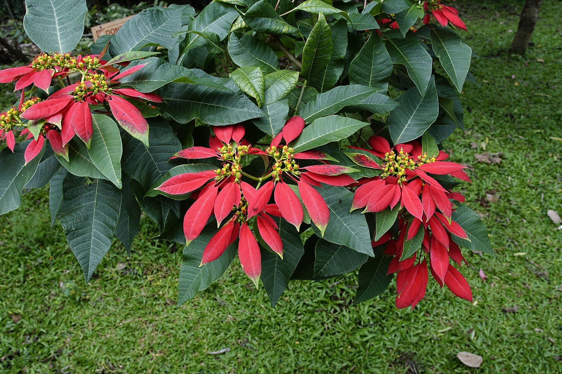 Cultivo de Poinsetia, flor de Pascua