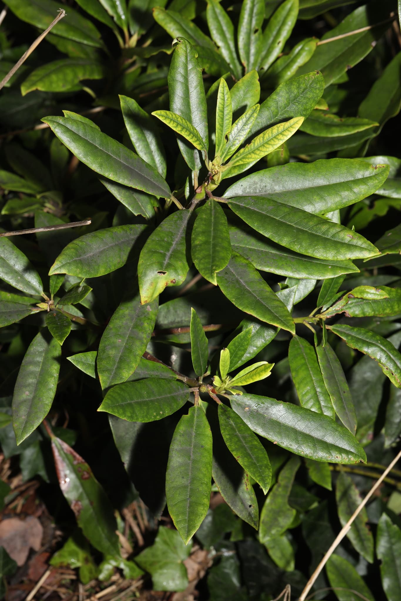 Cultivo de Azaleas y rododendros
