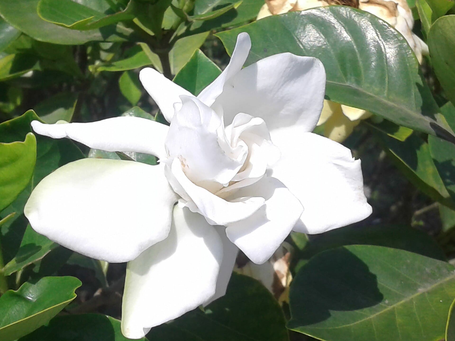 Cultivo de Gardenia