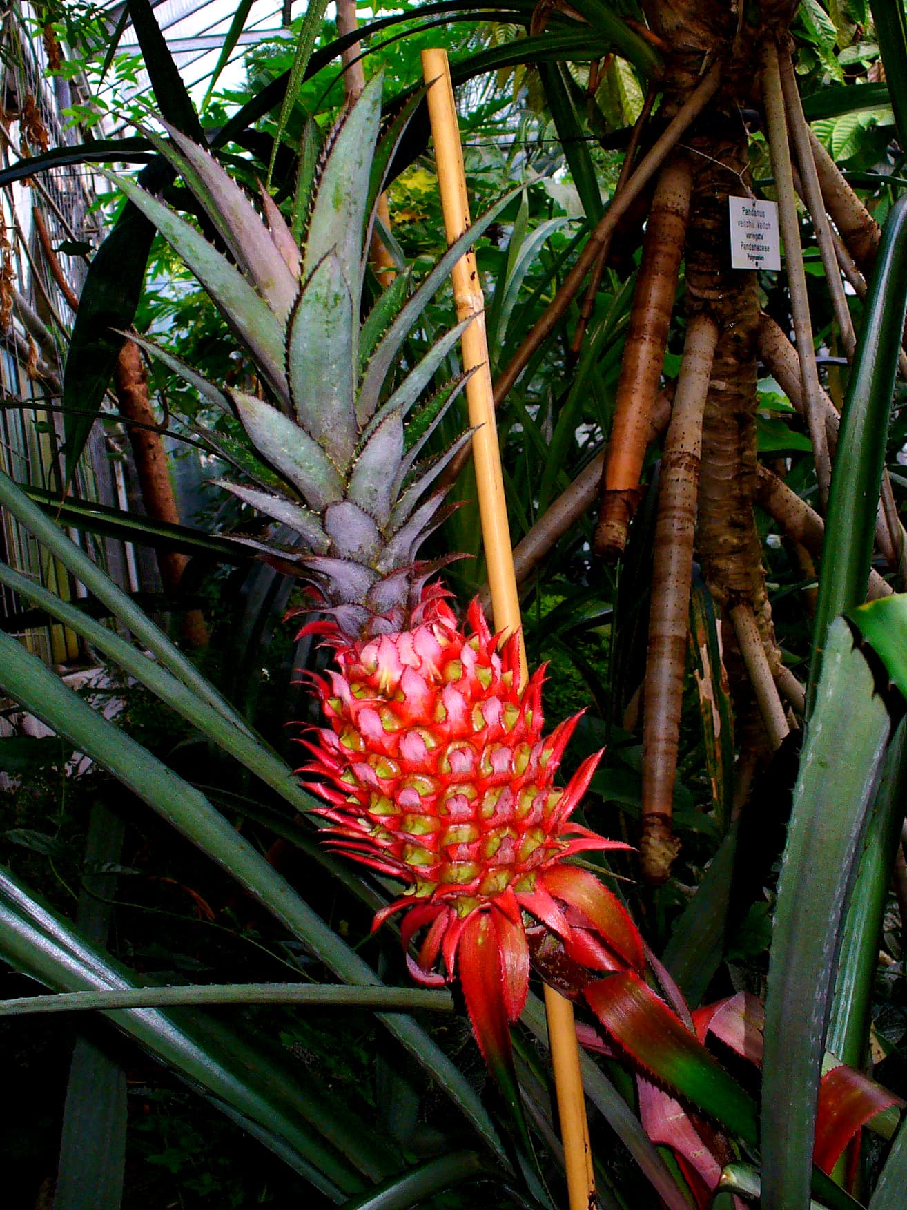 Cultivo de Piña Tropical