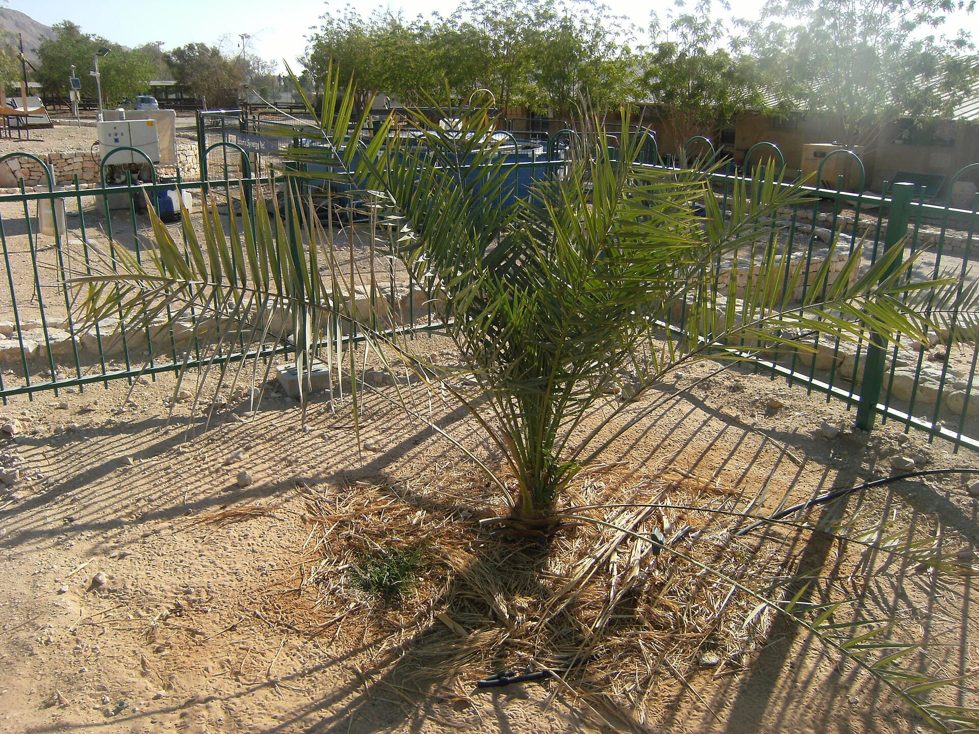 Cultivo de Palmera datilera