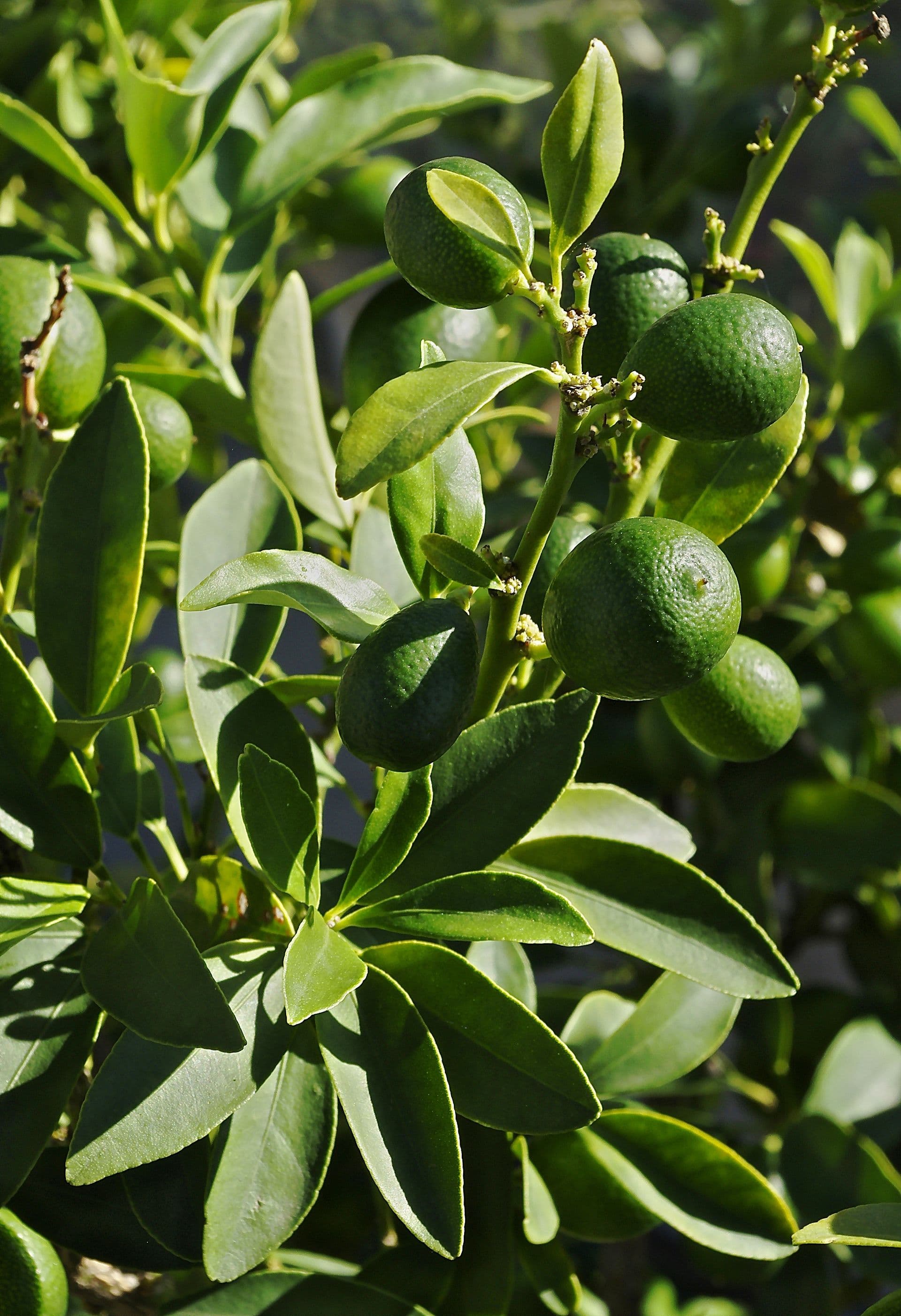 Cultivo de Kumquat