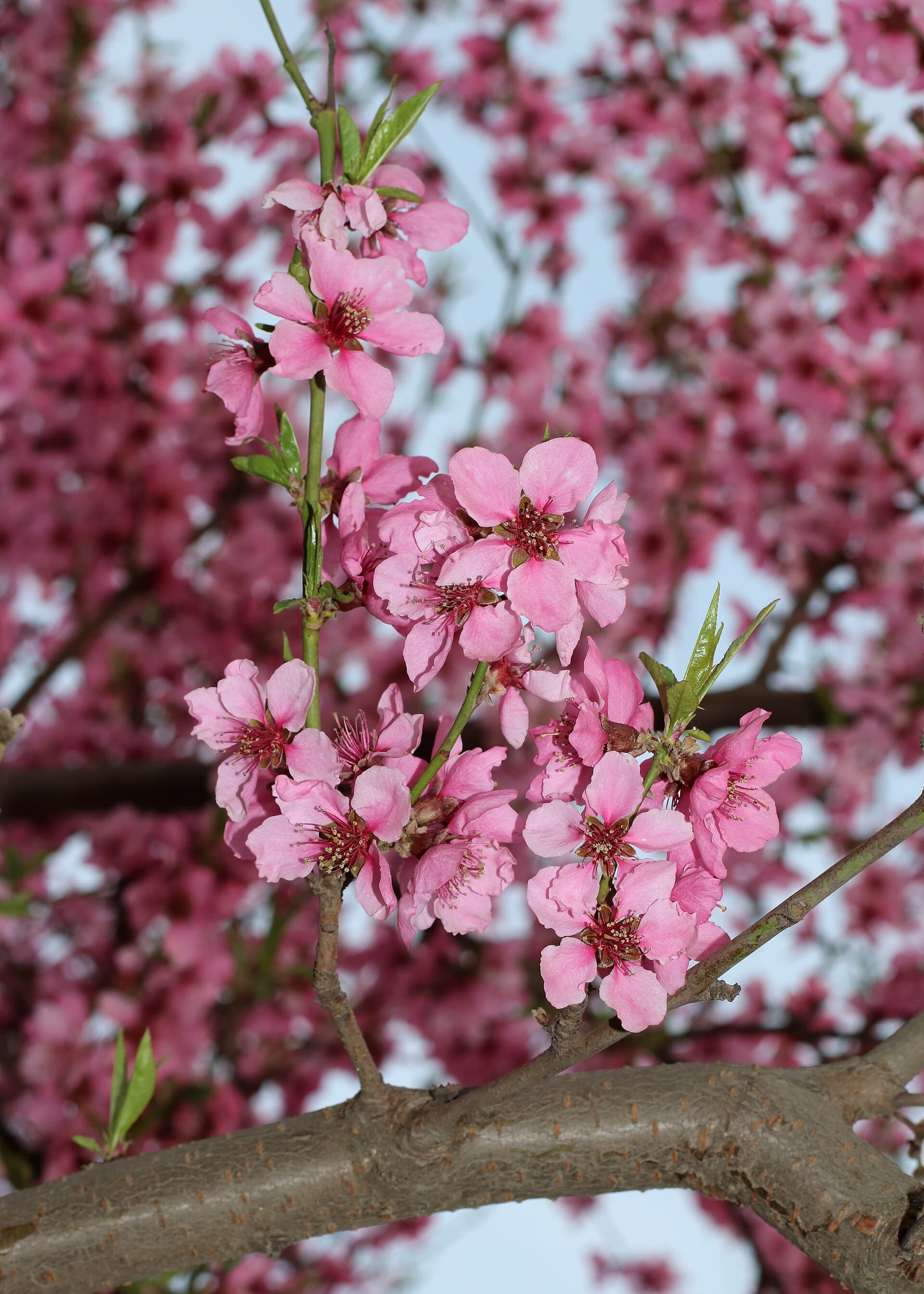 Cultivo de Frutales de hueso