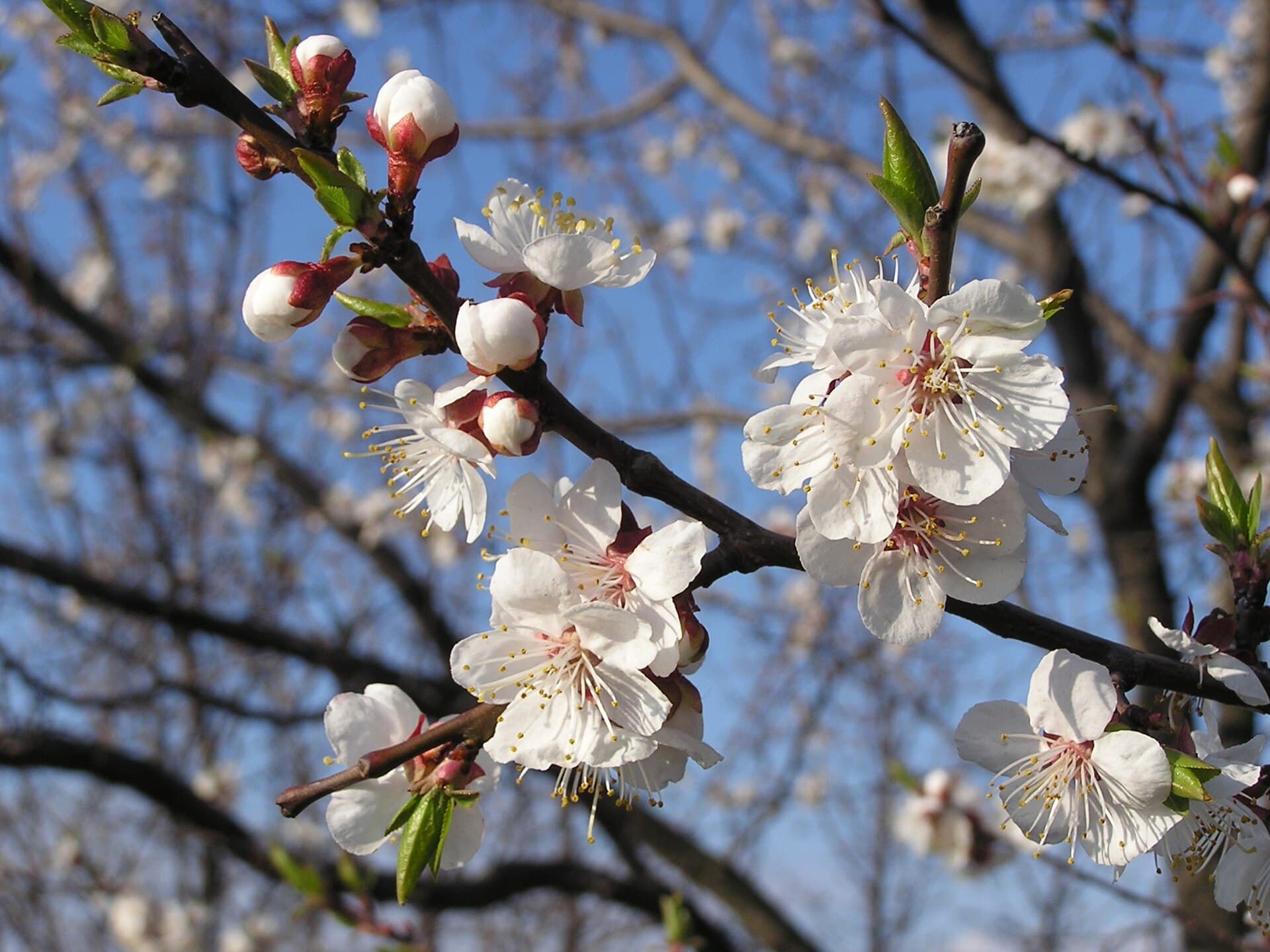 Cultivo de Albaricoquero