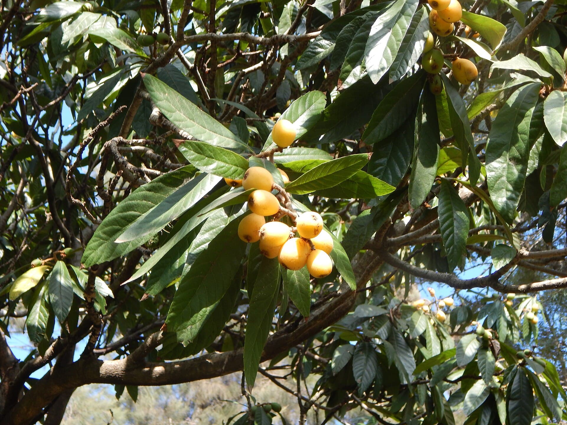 Cultivo de Níspero, níspero del Japón