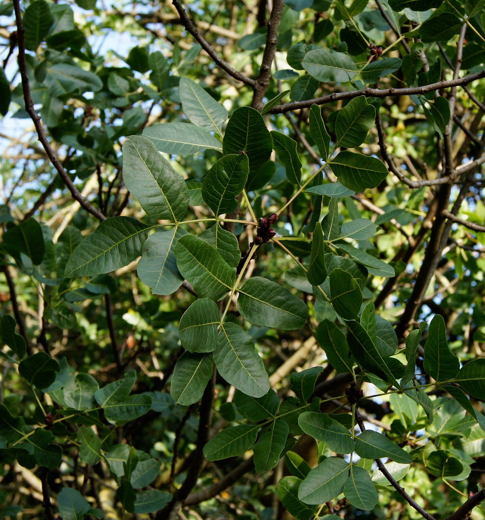 Cultivo de Pistachero