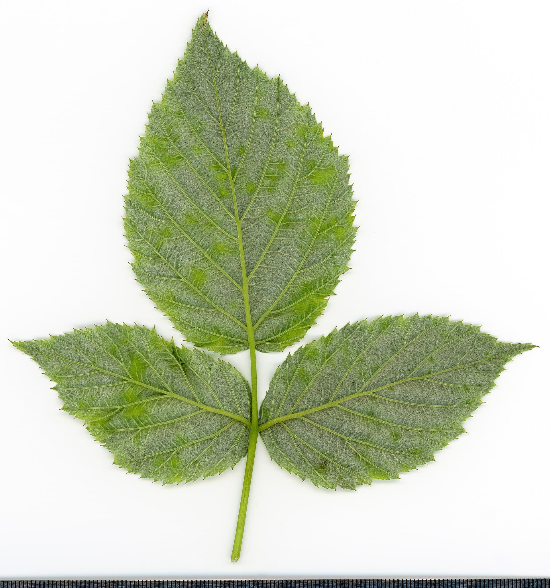 Cultivo de Frambueso