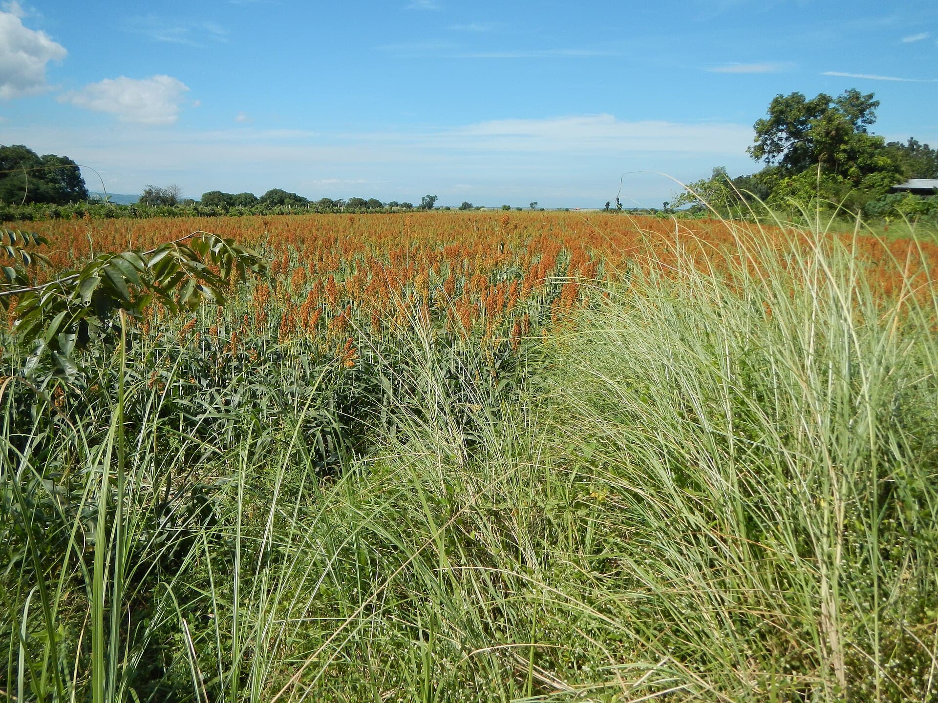 Cultivo de Sorgo