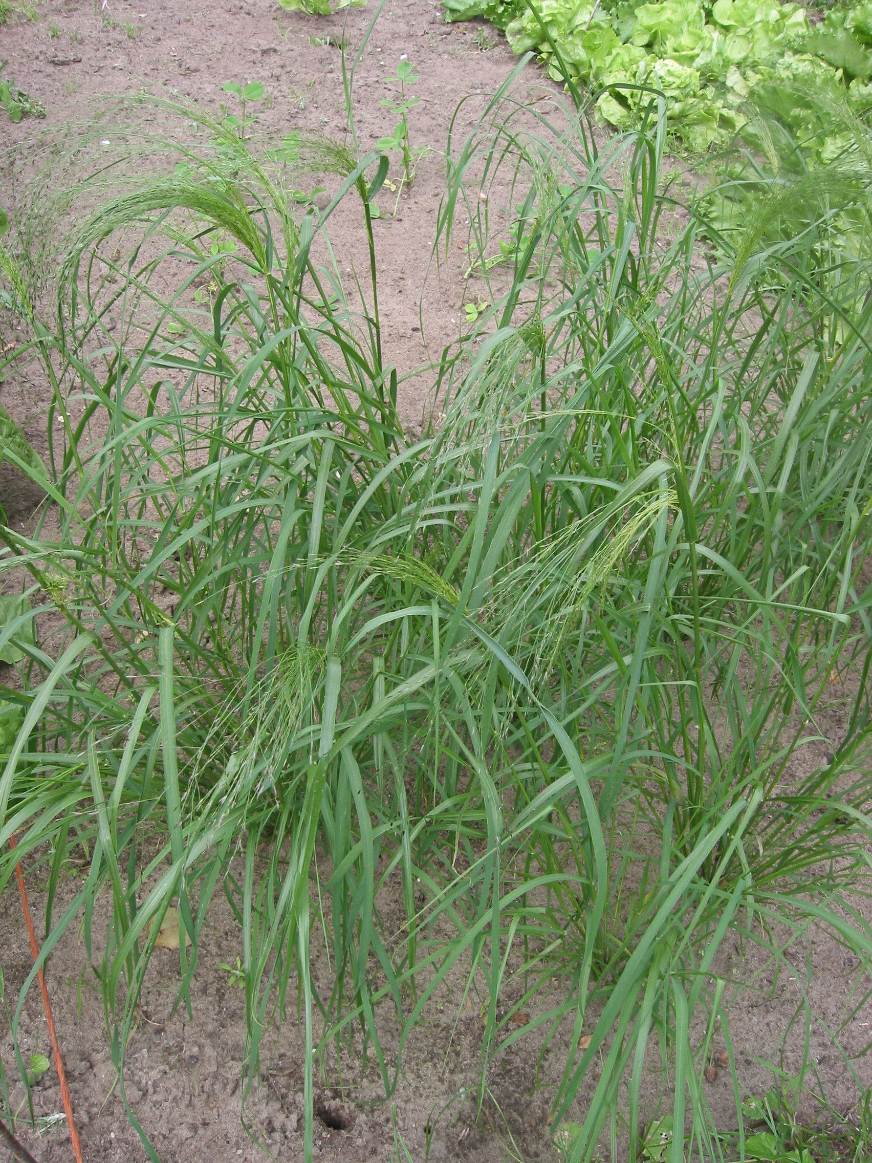 Cultivo de Teff