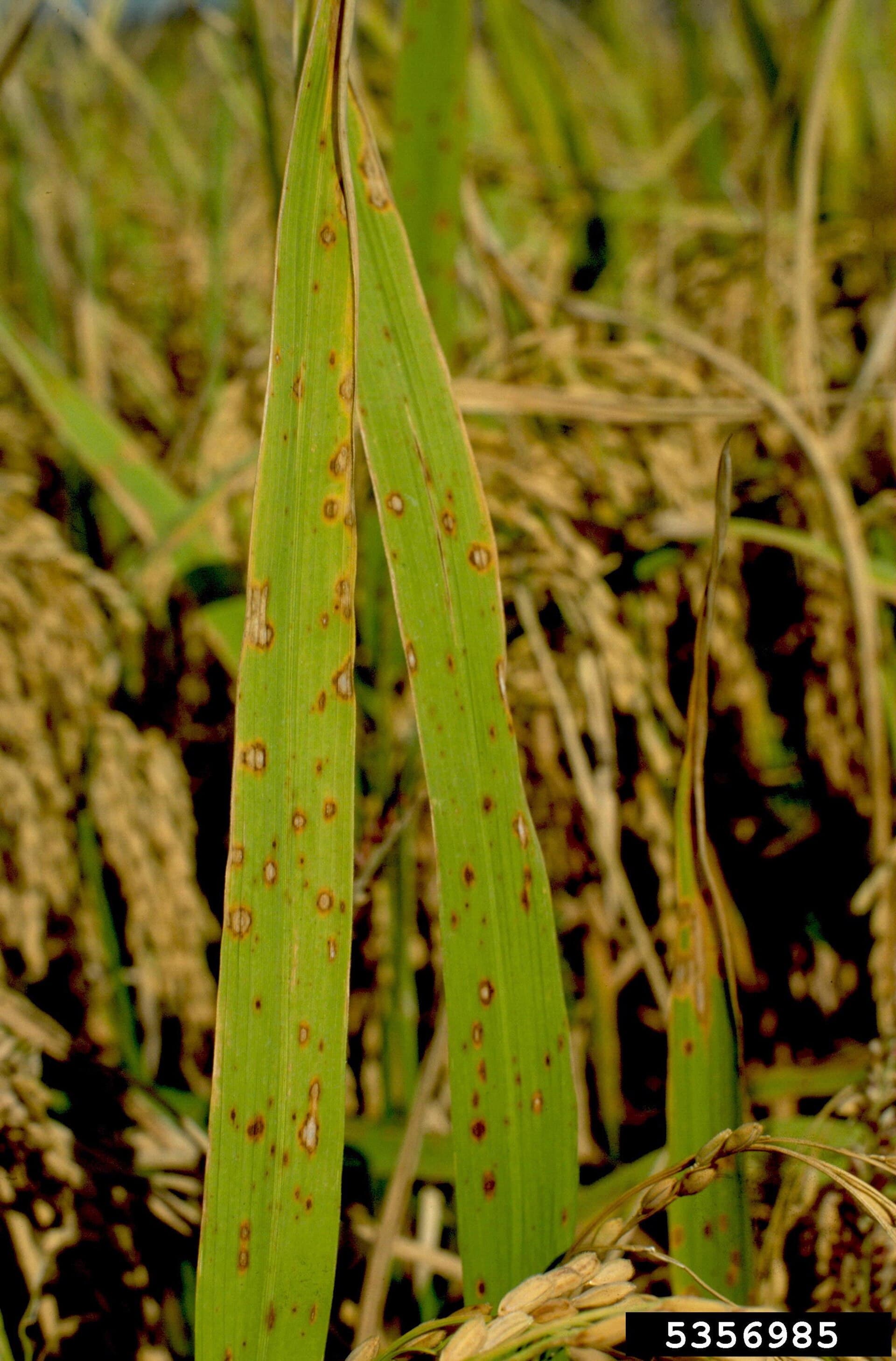 Cultivo de Arroz