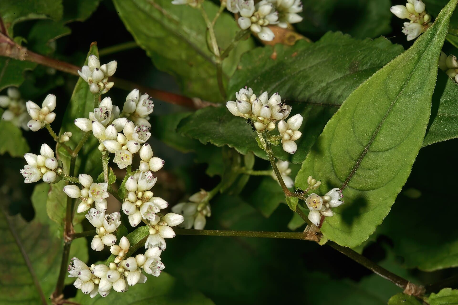 Cultivo de Alforfón