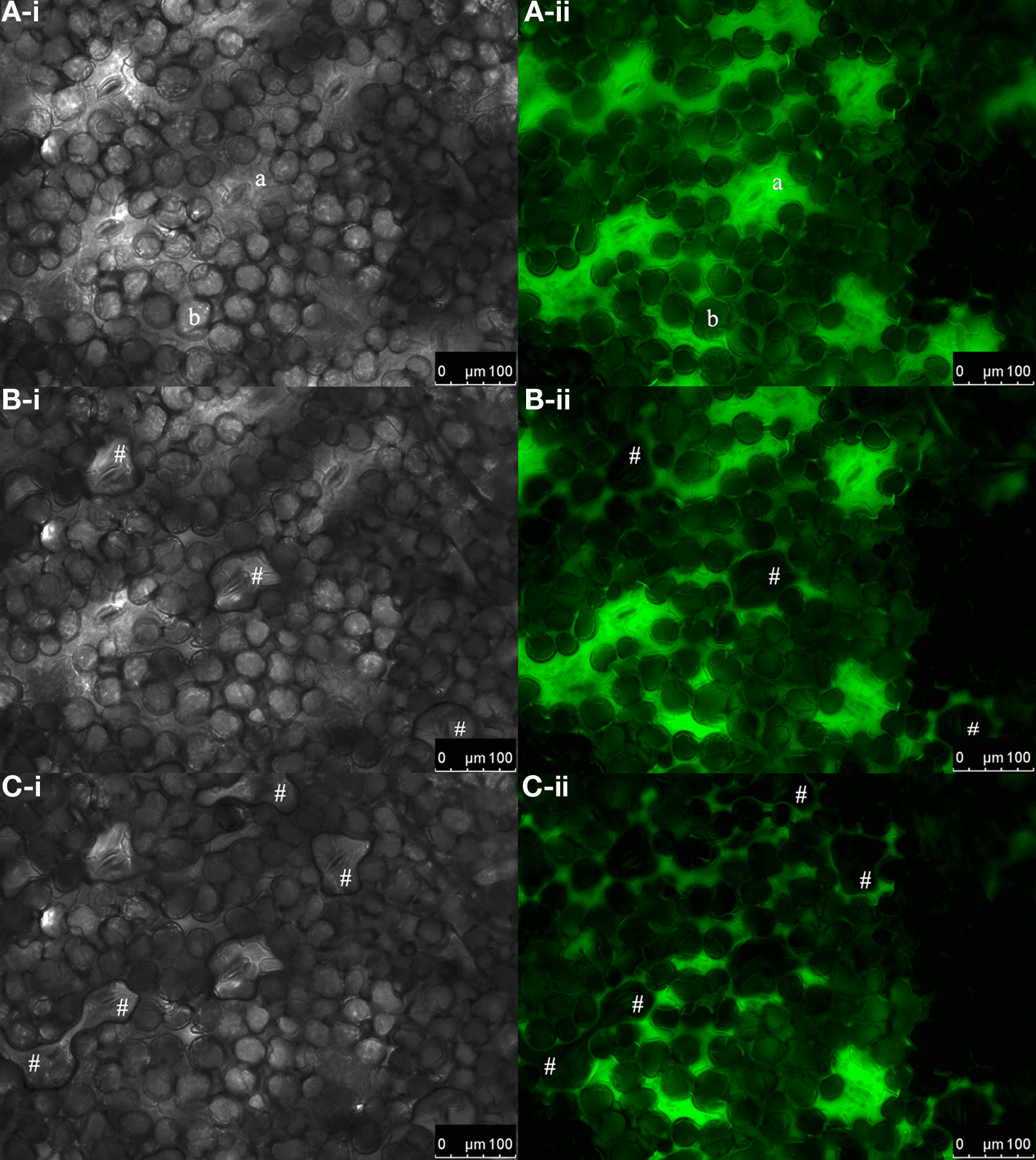 Cultivo de Haba forrajera