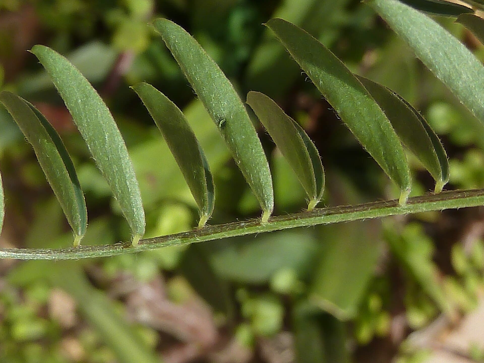 Cultivo de Algarrobas, alverja