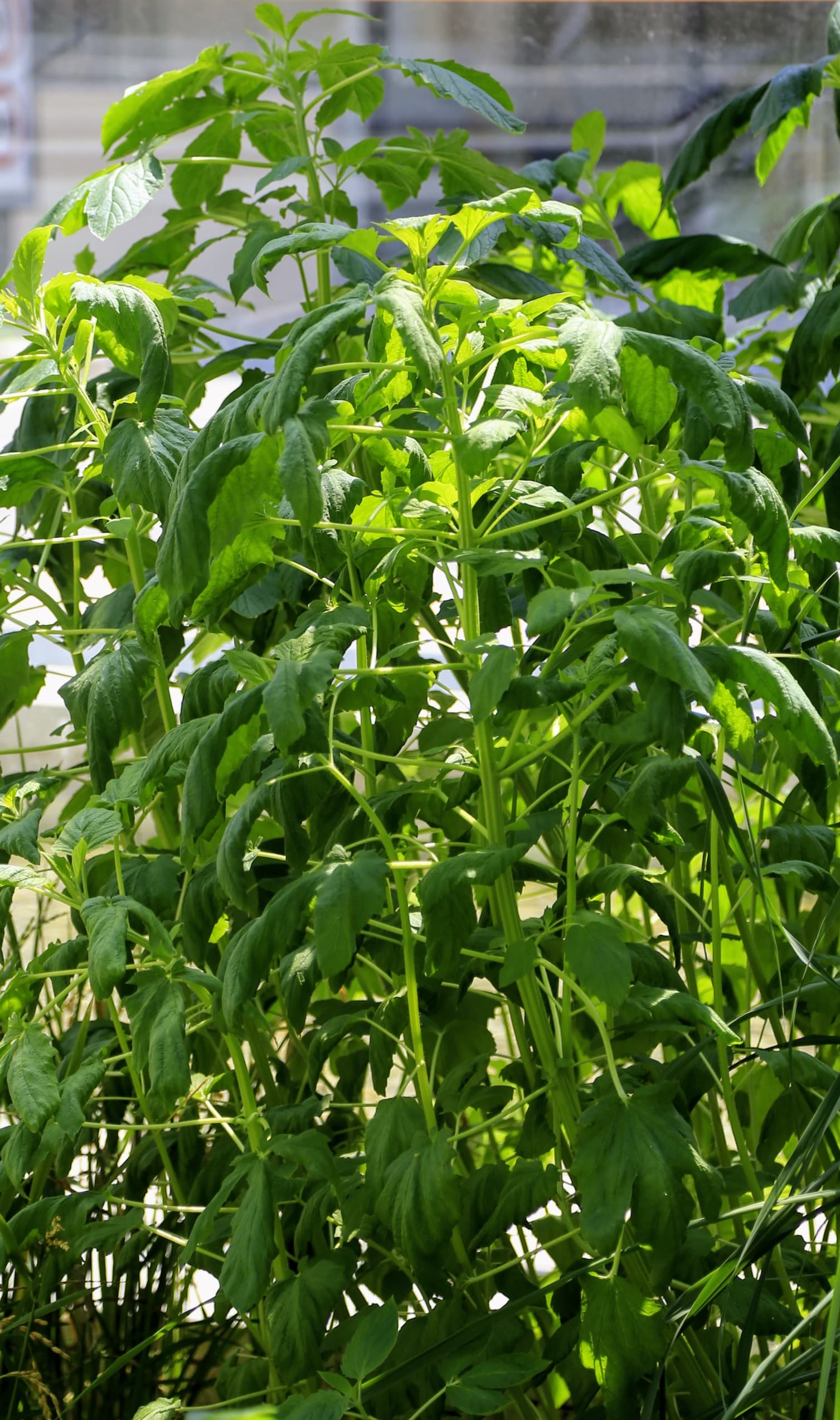 Cultivo de Sésamo, ajonjolí