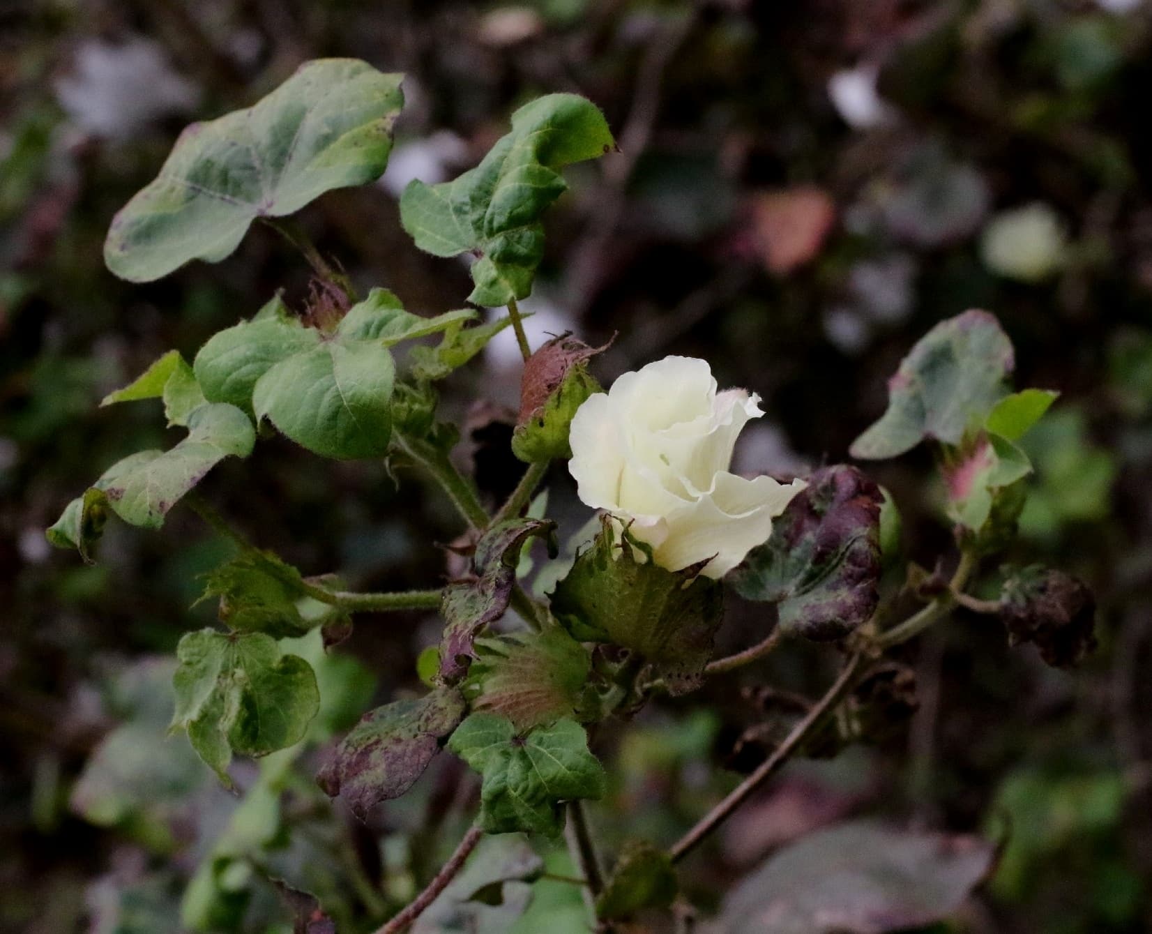 Cultivo de Algodonero