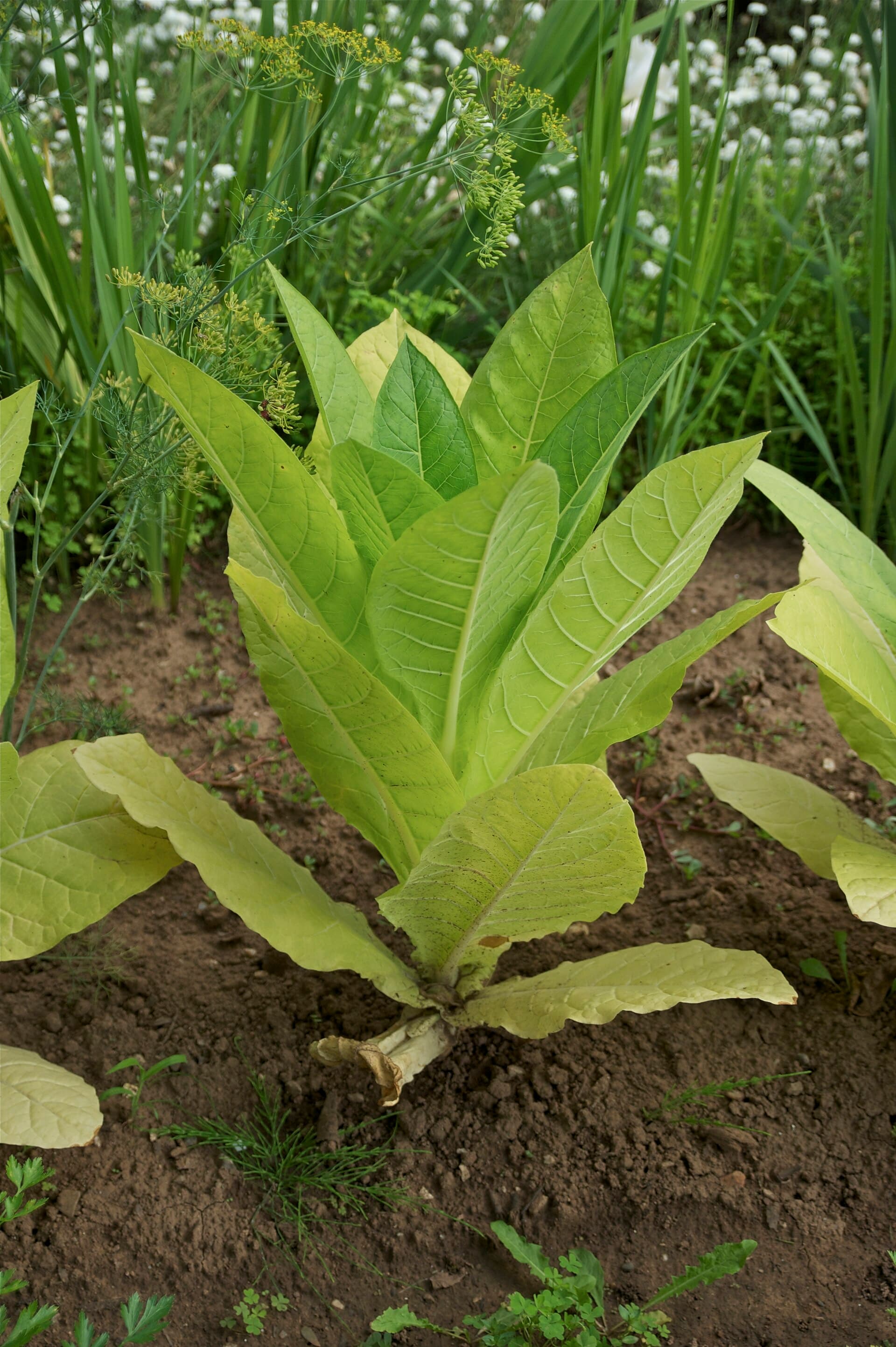 Cultivo de Tabaco