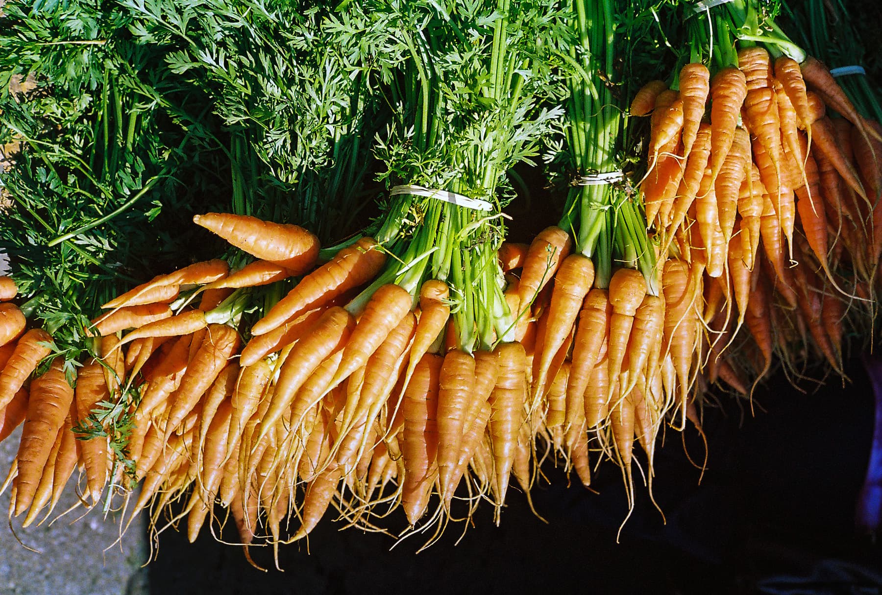 Cultivo de Zanahoria