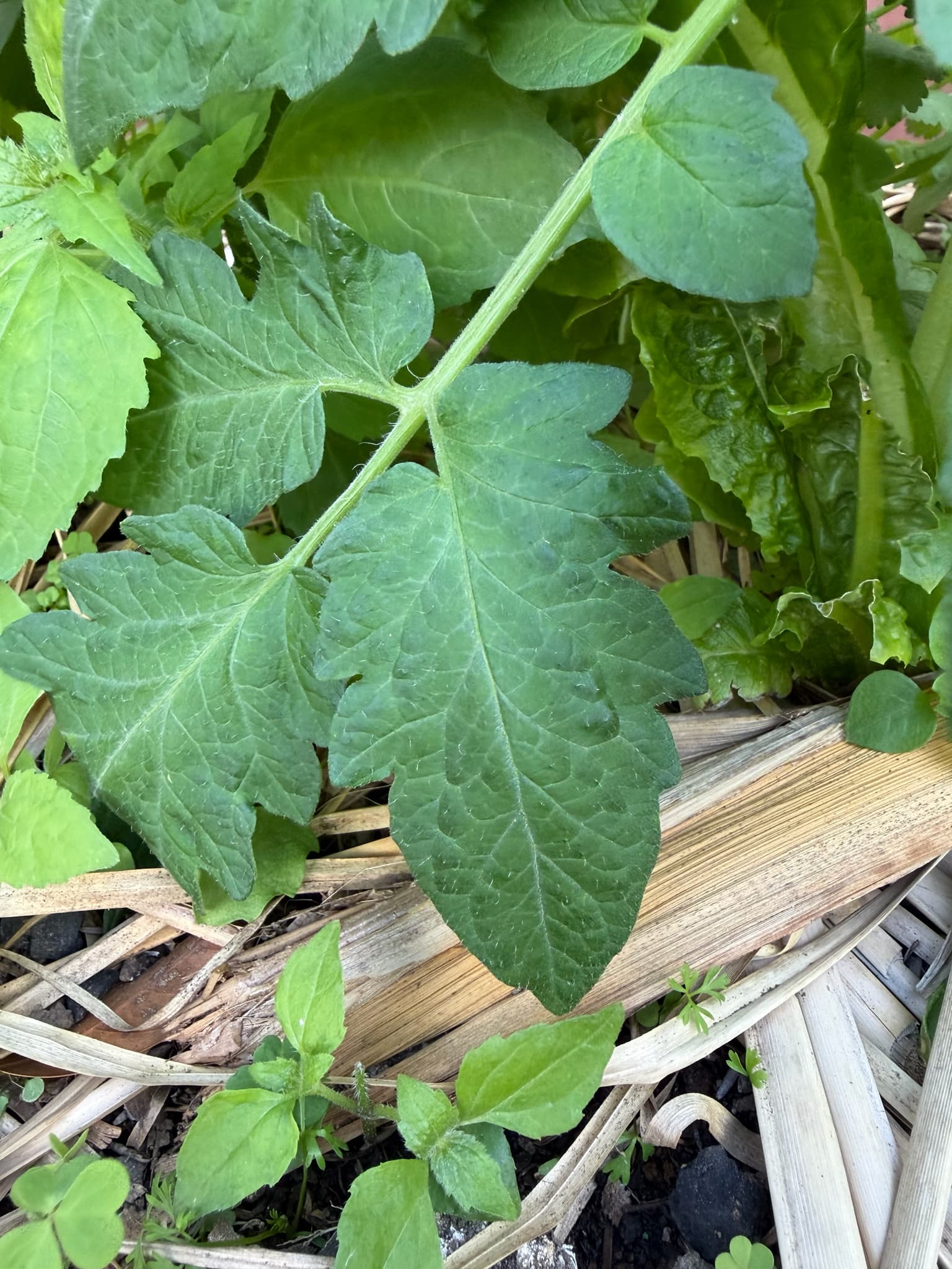 Cultivo de Solanáceas (excepto patata)