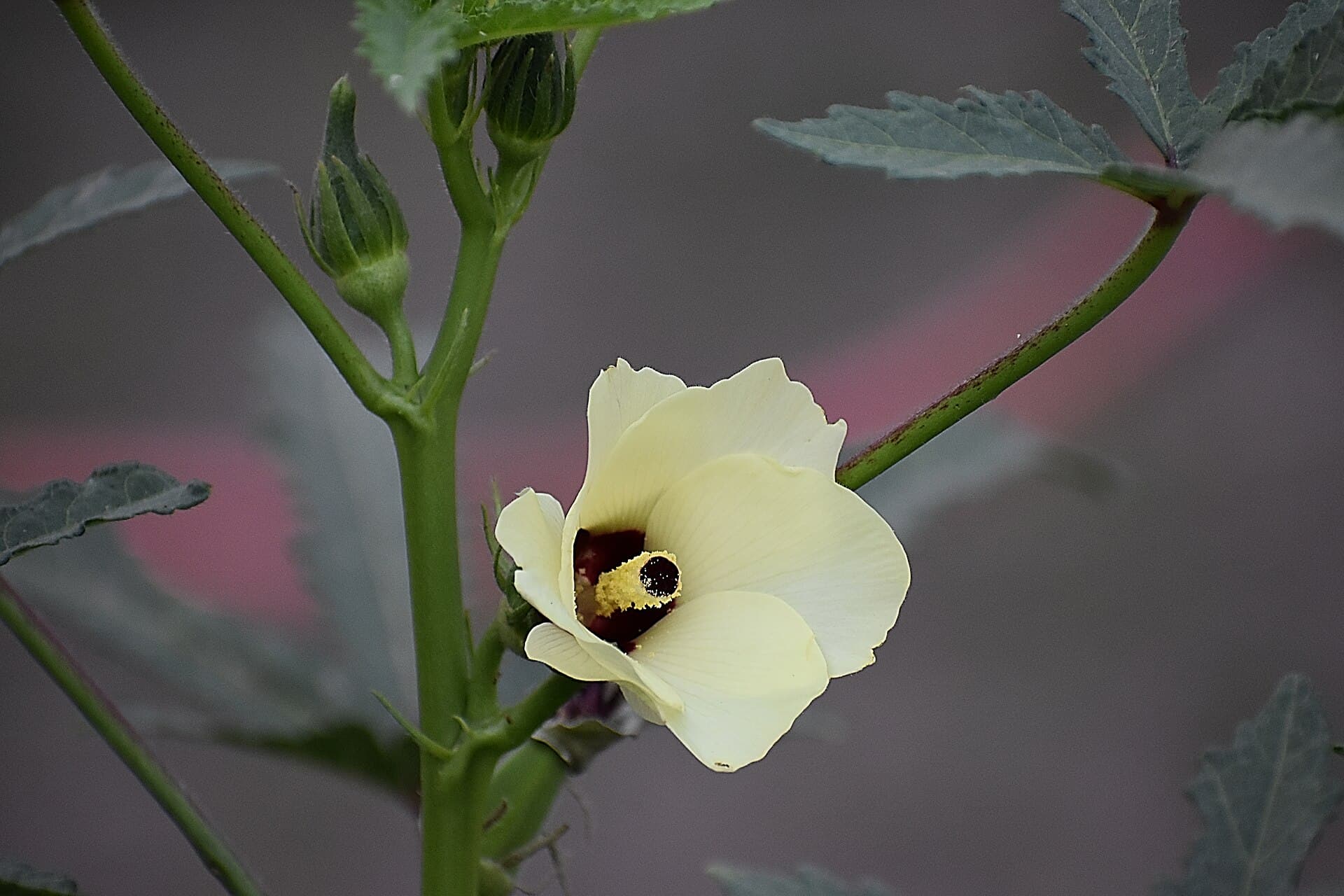 Cultivo de Okra, quimbombo
