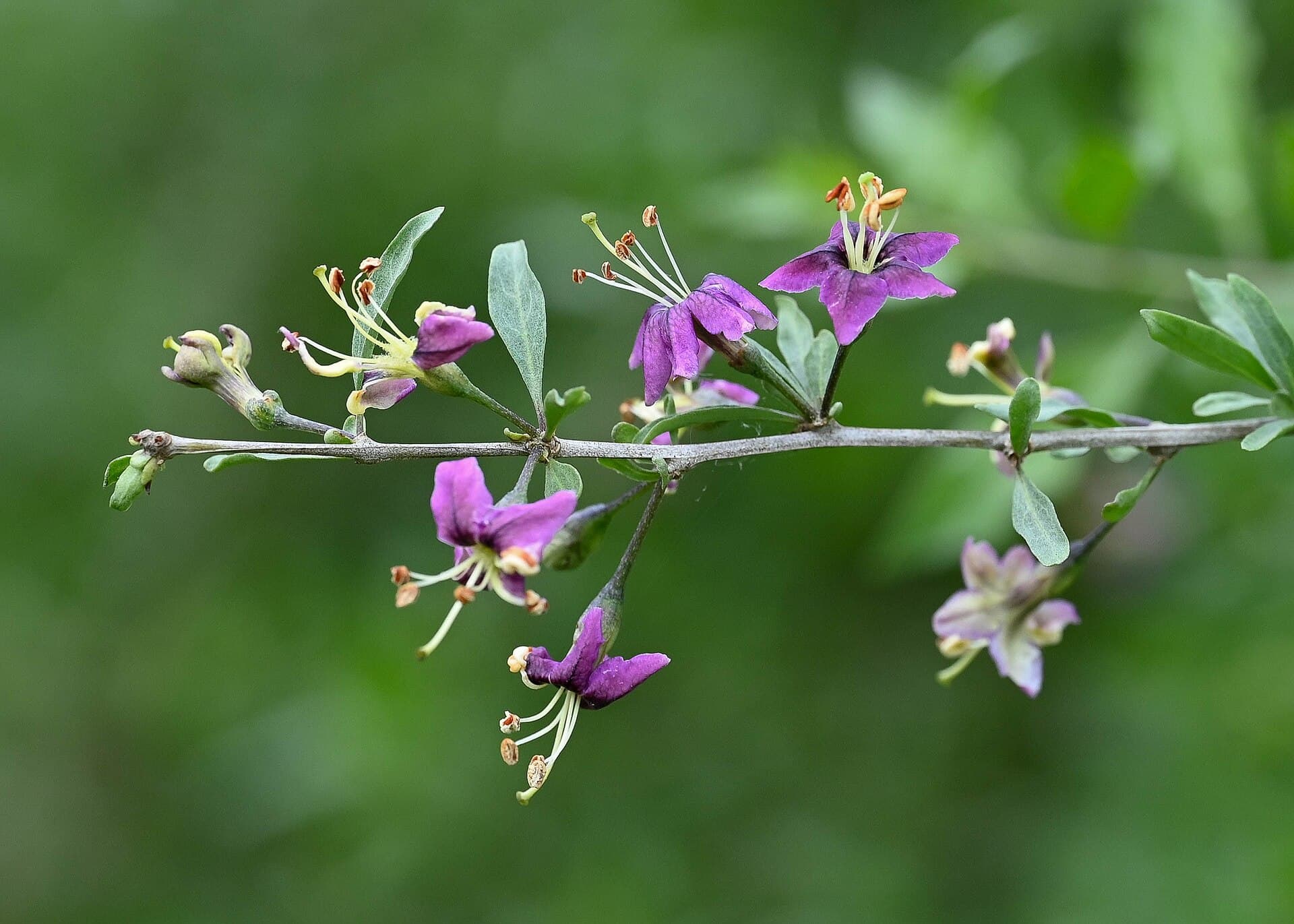 Cultivo de Bayas de goji