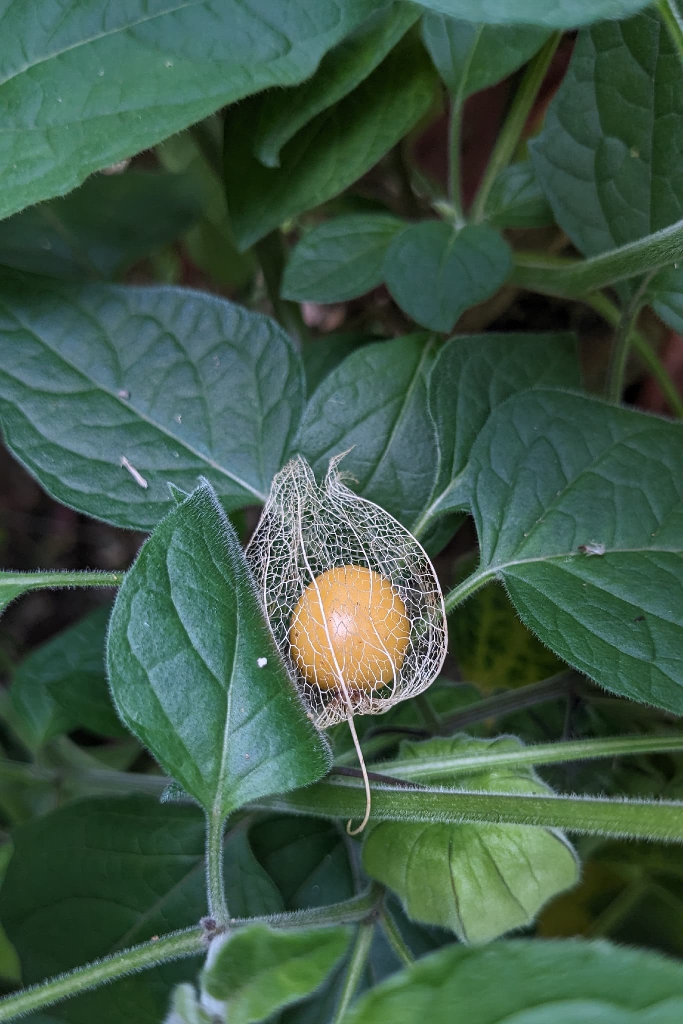 Cultivo de Alquequenjes