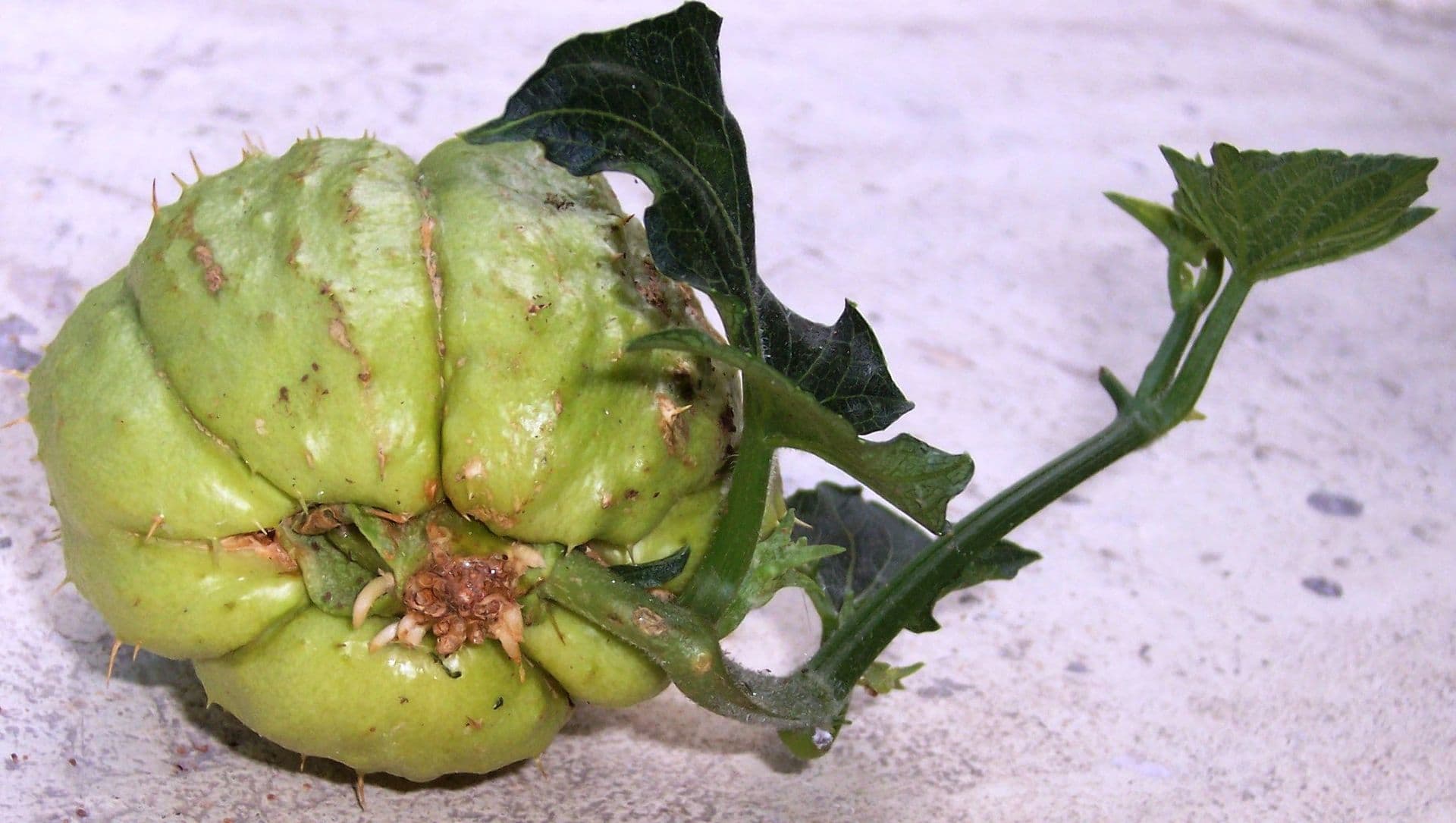 Cultivo de Chayote