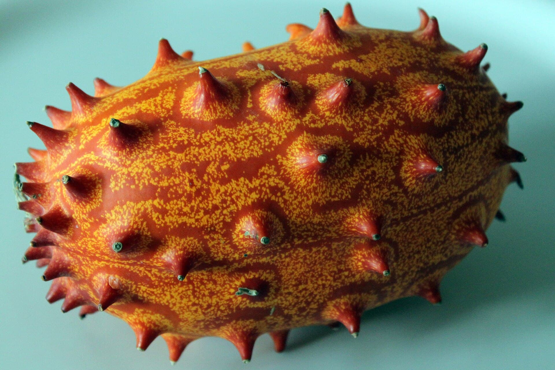 Cultivo de Kiwano