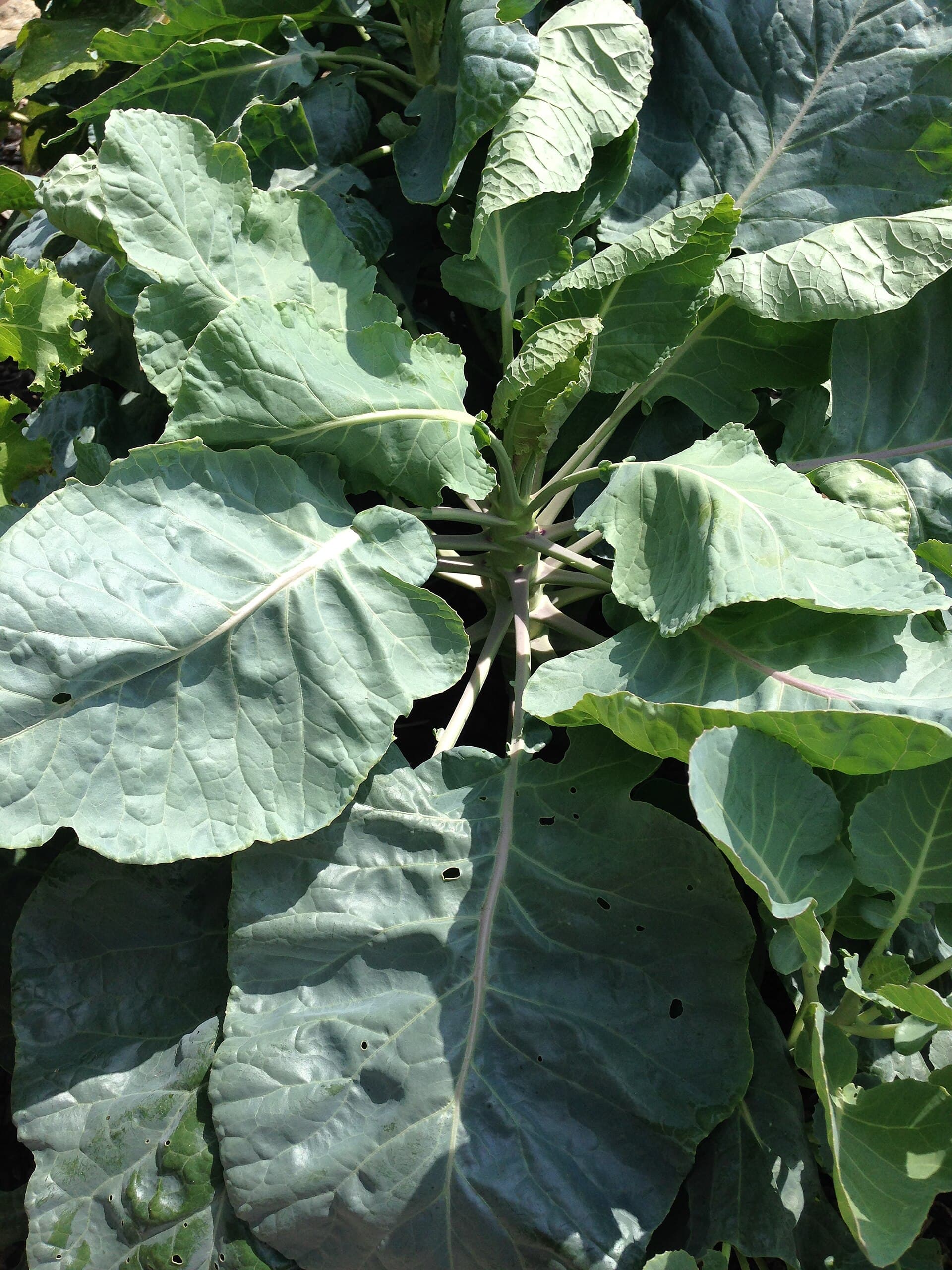 Cultivo de Col de Bruselas