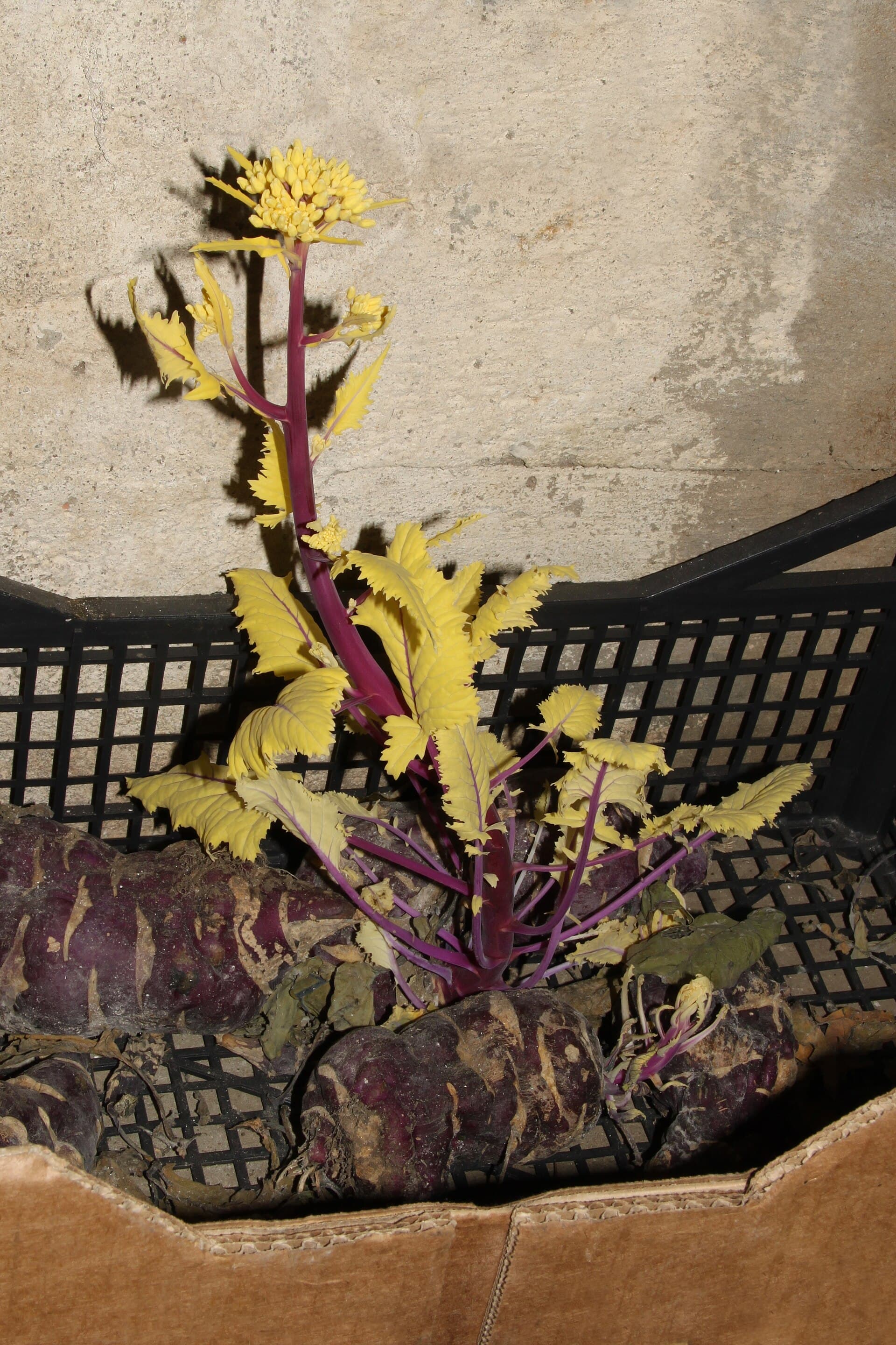 Cultivo de Colirrábano