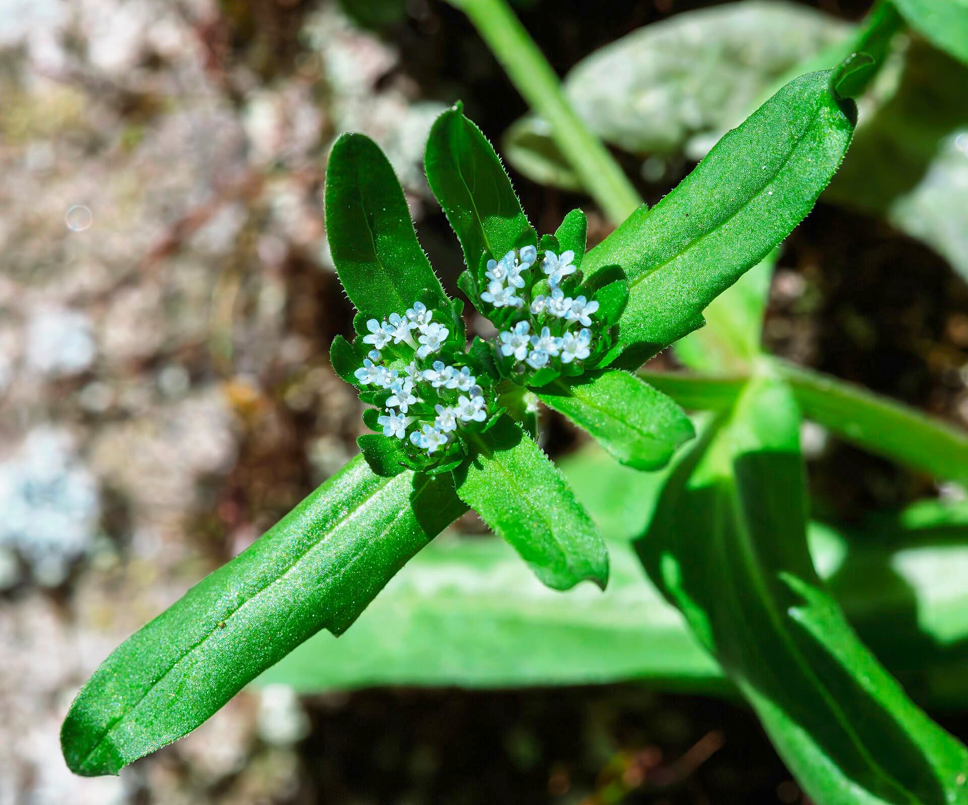 Cultivo de Canónigo