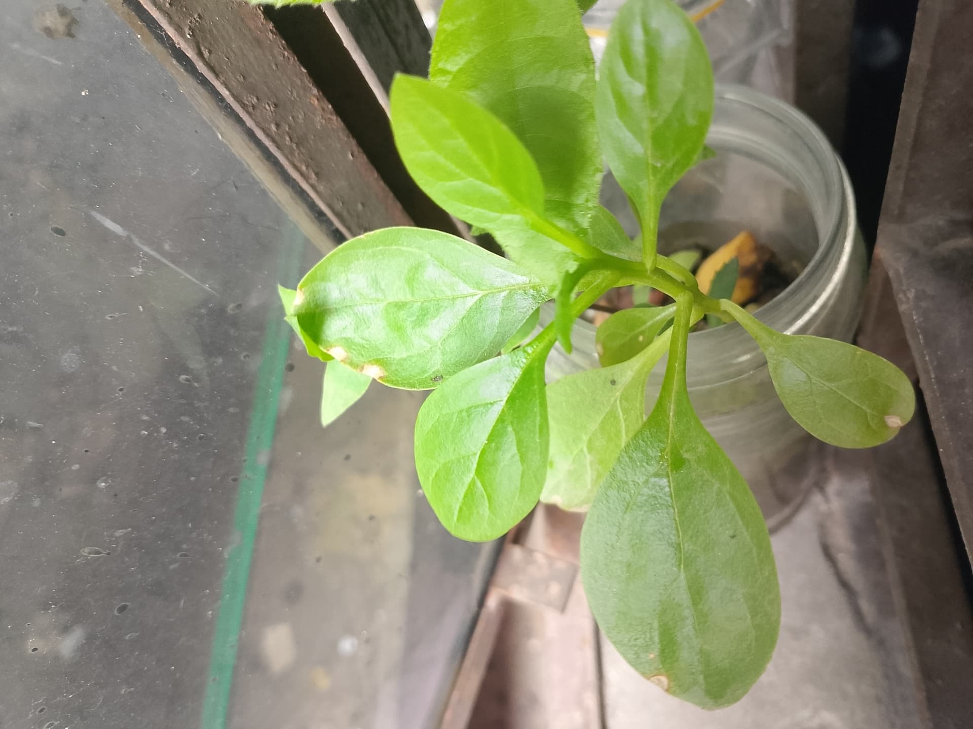 Cultivo de Espinacas y similares