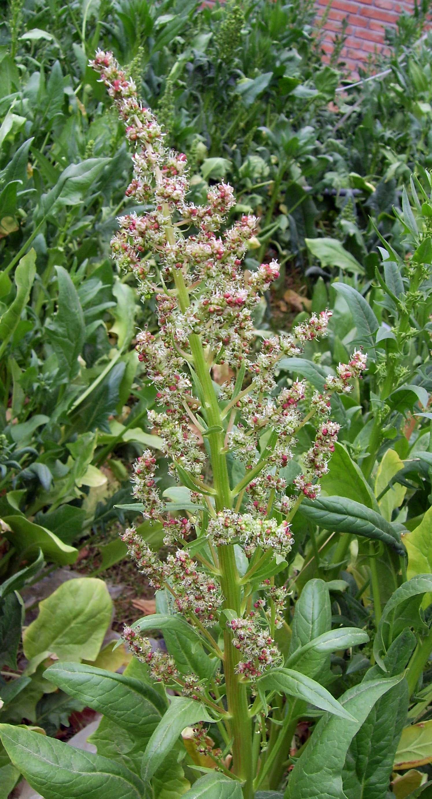 Cultivo de Espinaca