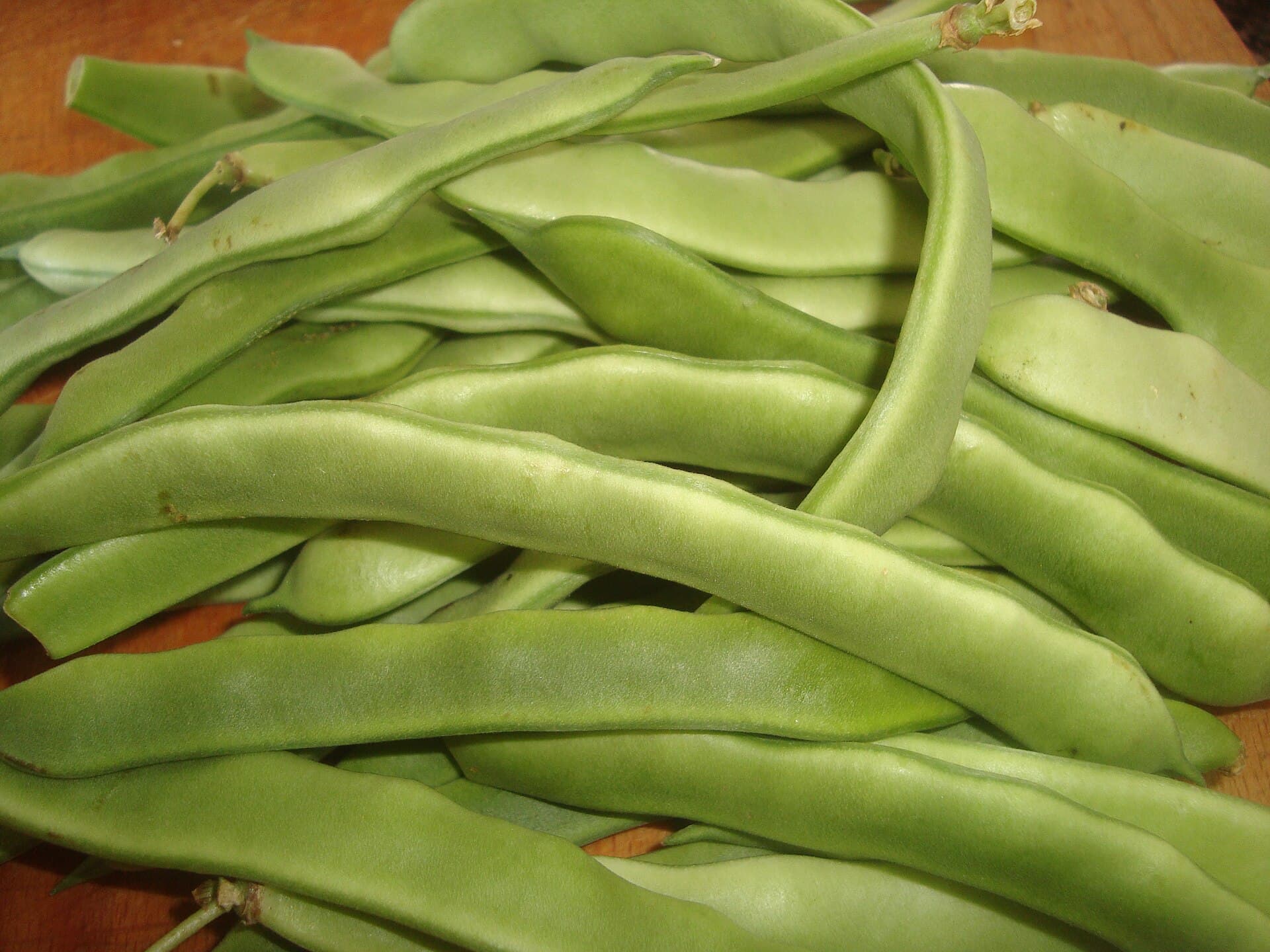 Cultivo de Judía verde