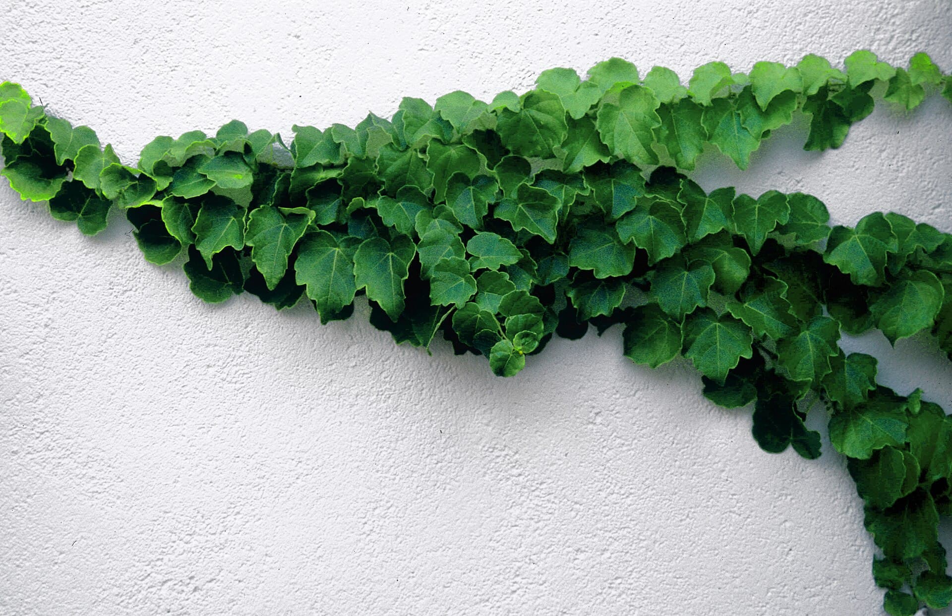 Cultivo de Tallos jóvenes