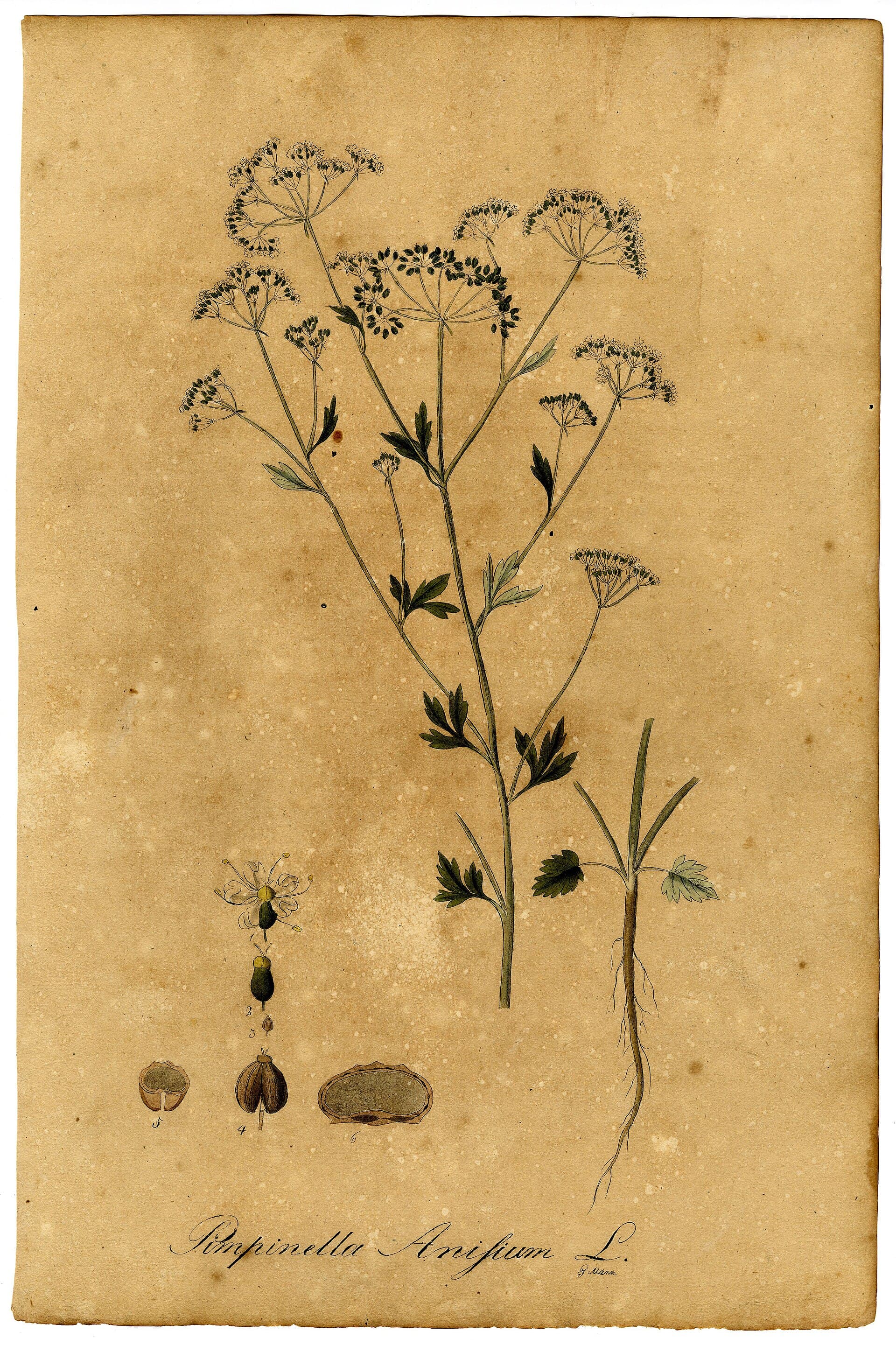 Cultivo de Anís, matalauva