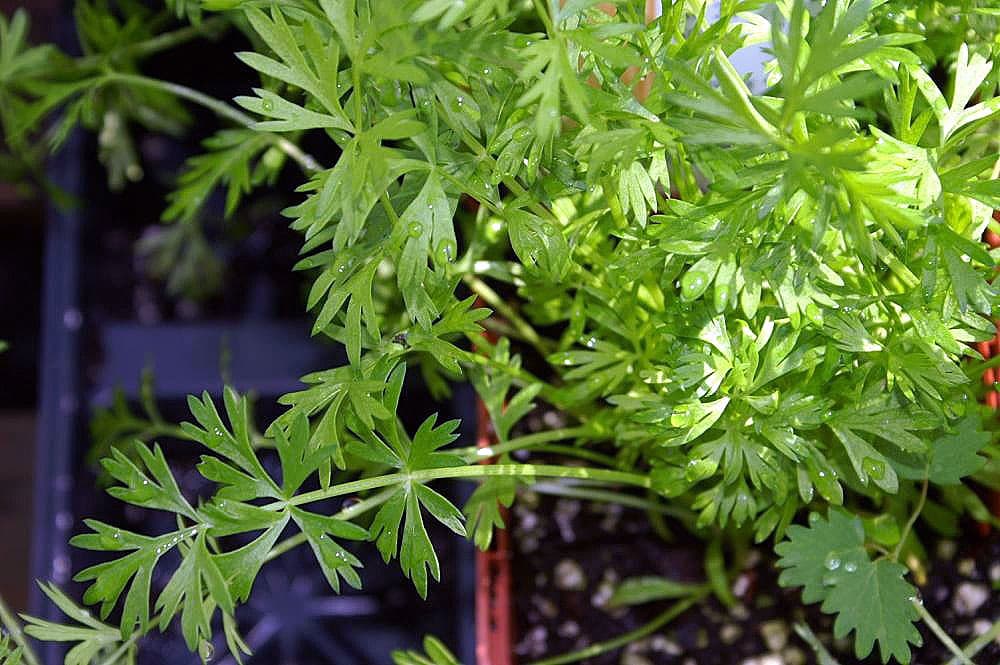 Cultivo de Alcaravea