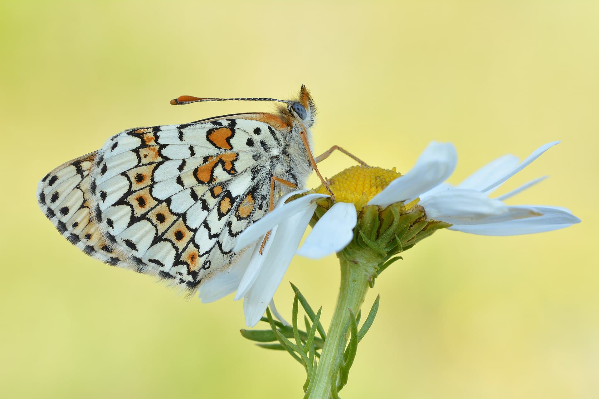 Cultivo de Manzanillas