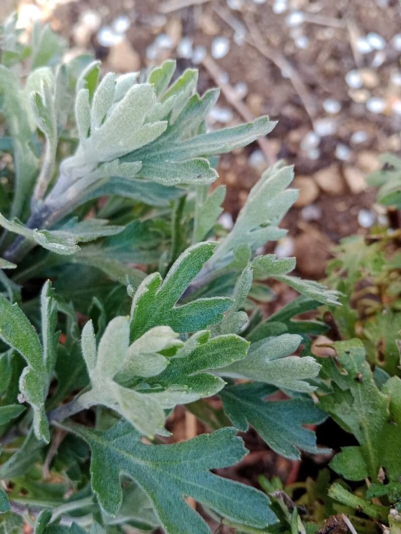 Cultivo de Crisantemo