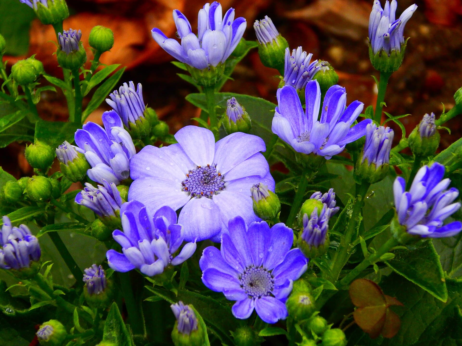 Cultivo de Cineraria