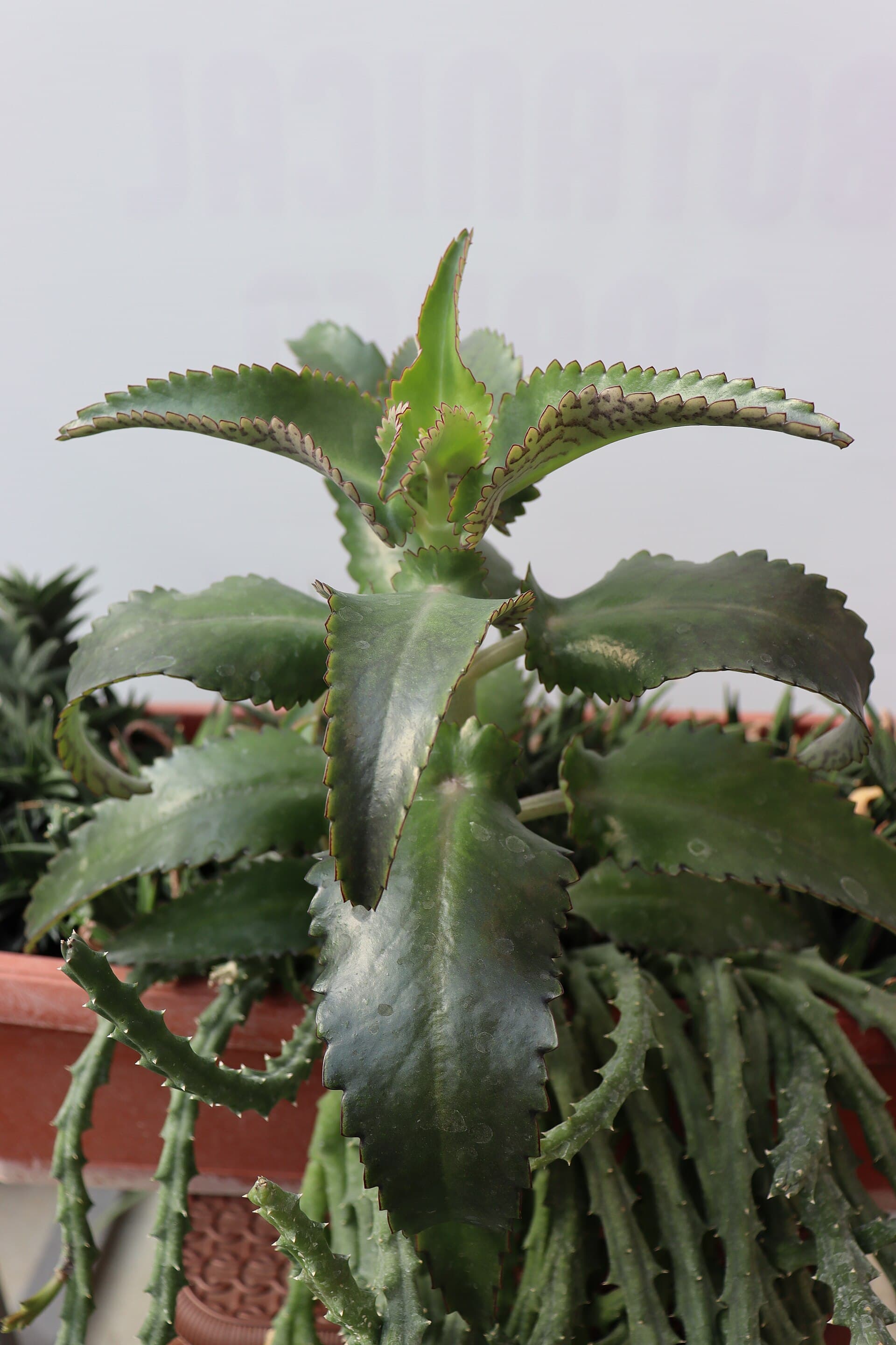 Cultivo de Kalanchoe