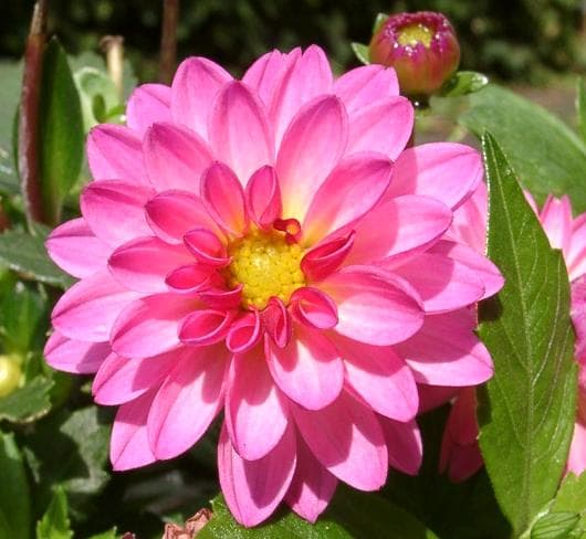 Cultivo de Dalia
