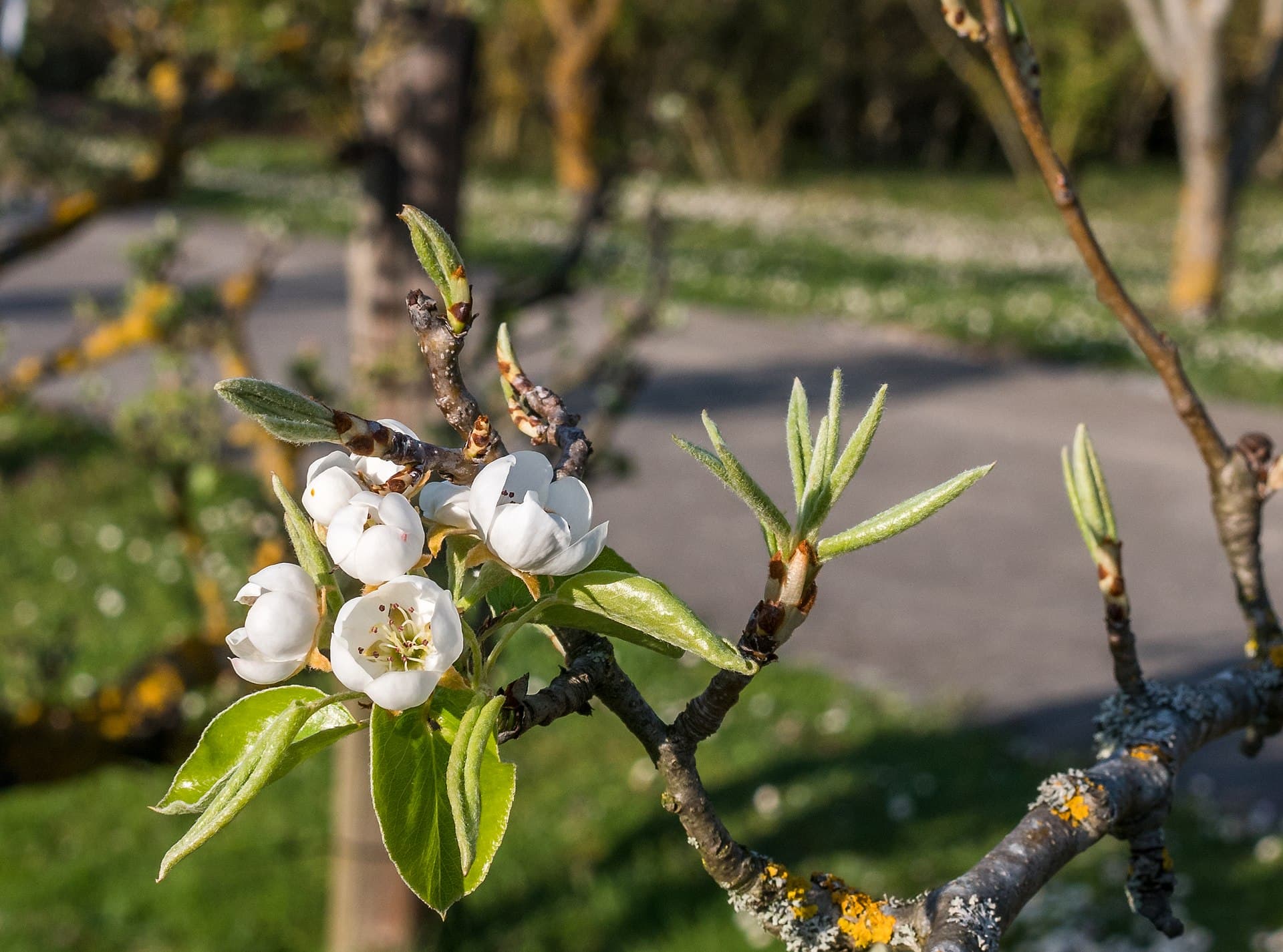 Cultivo de Frutos de pepita