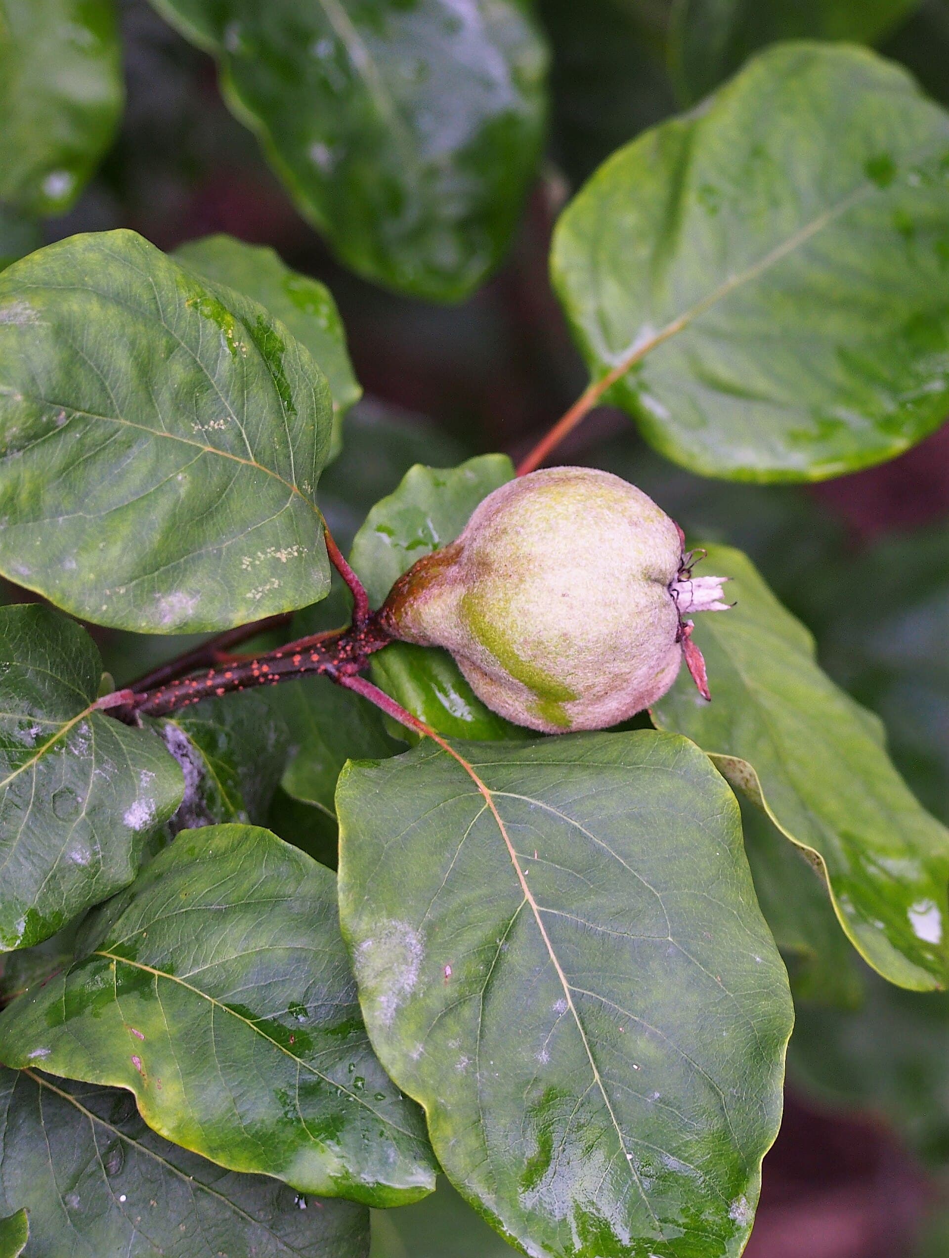 Cultivo de Membrillos