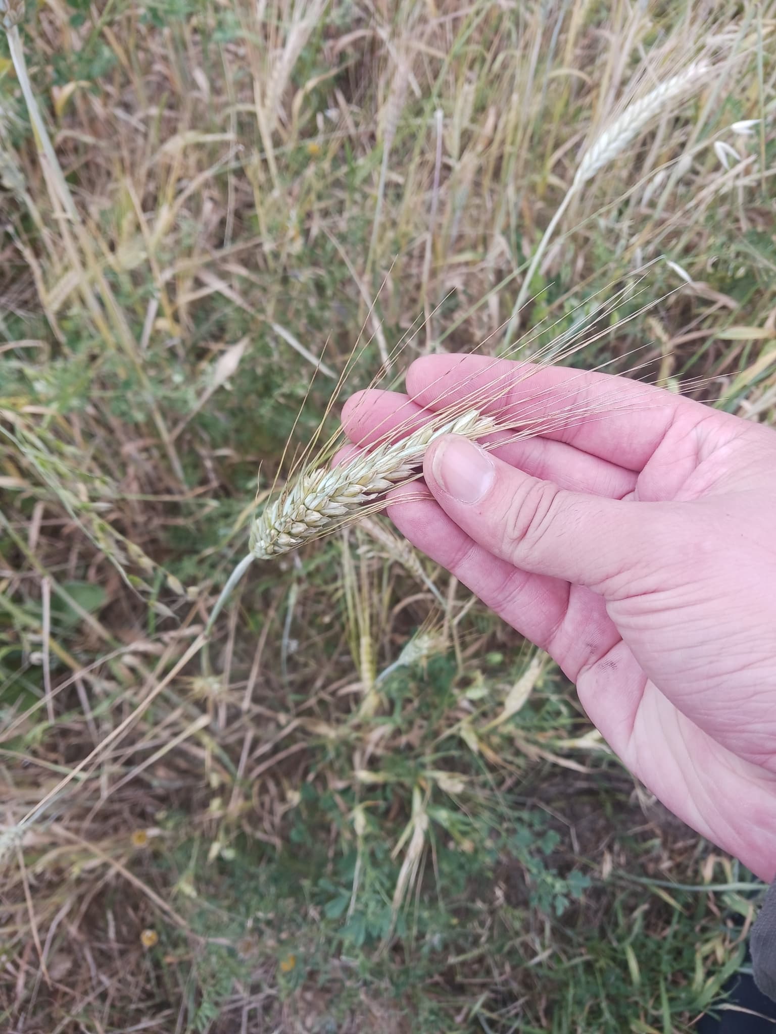 Cultivo de Granos de triticale