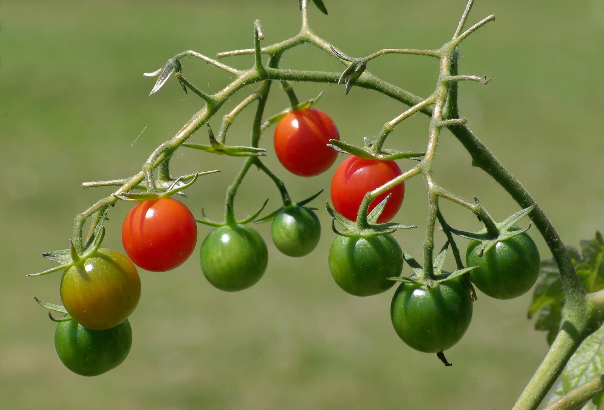 Cultivo de Tomates