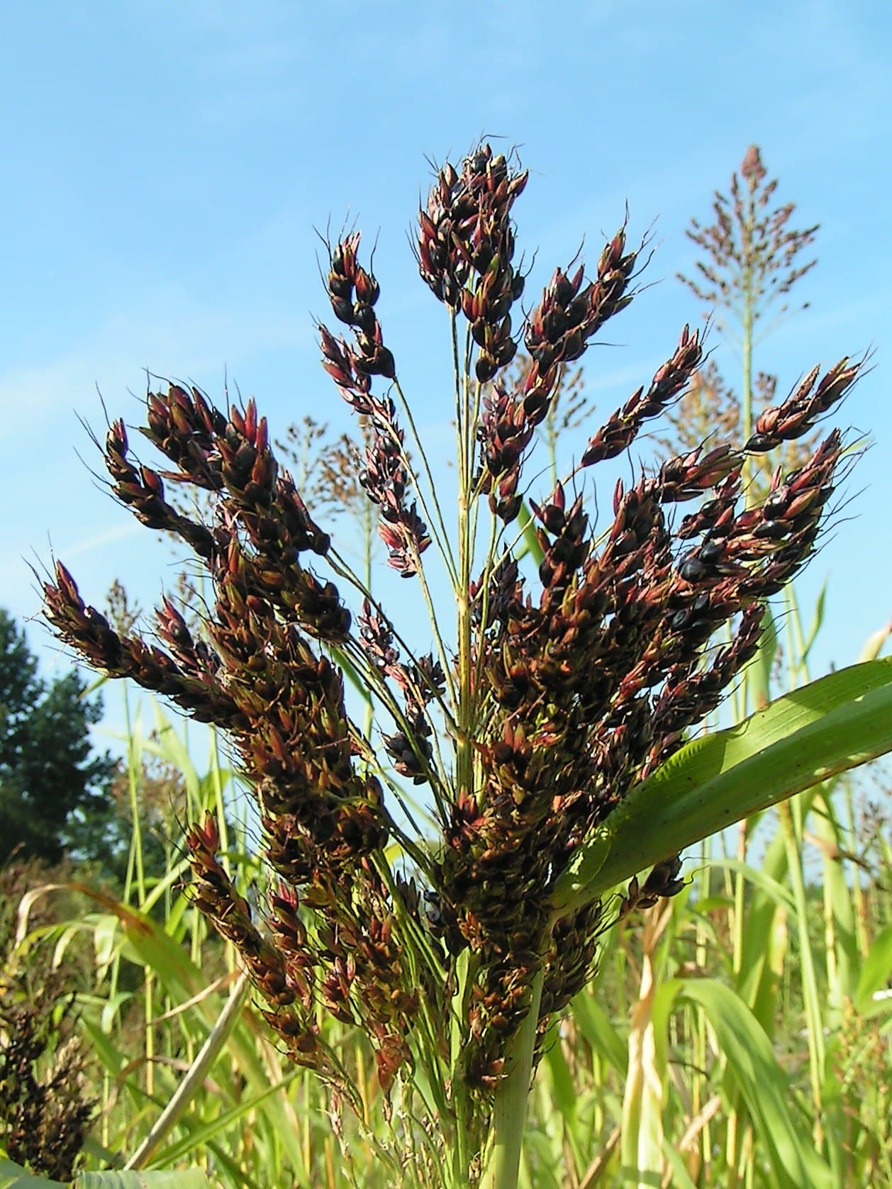 Cultivo de Simiente de sorgo